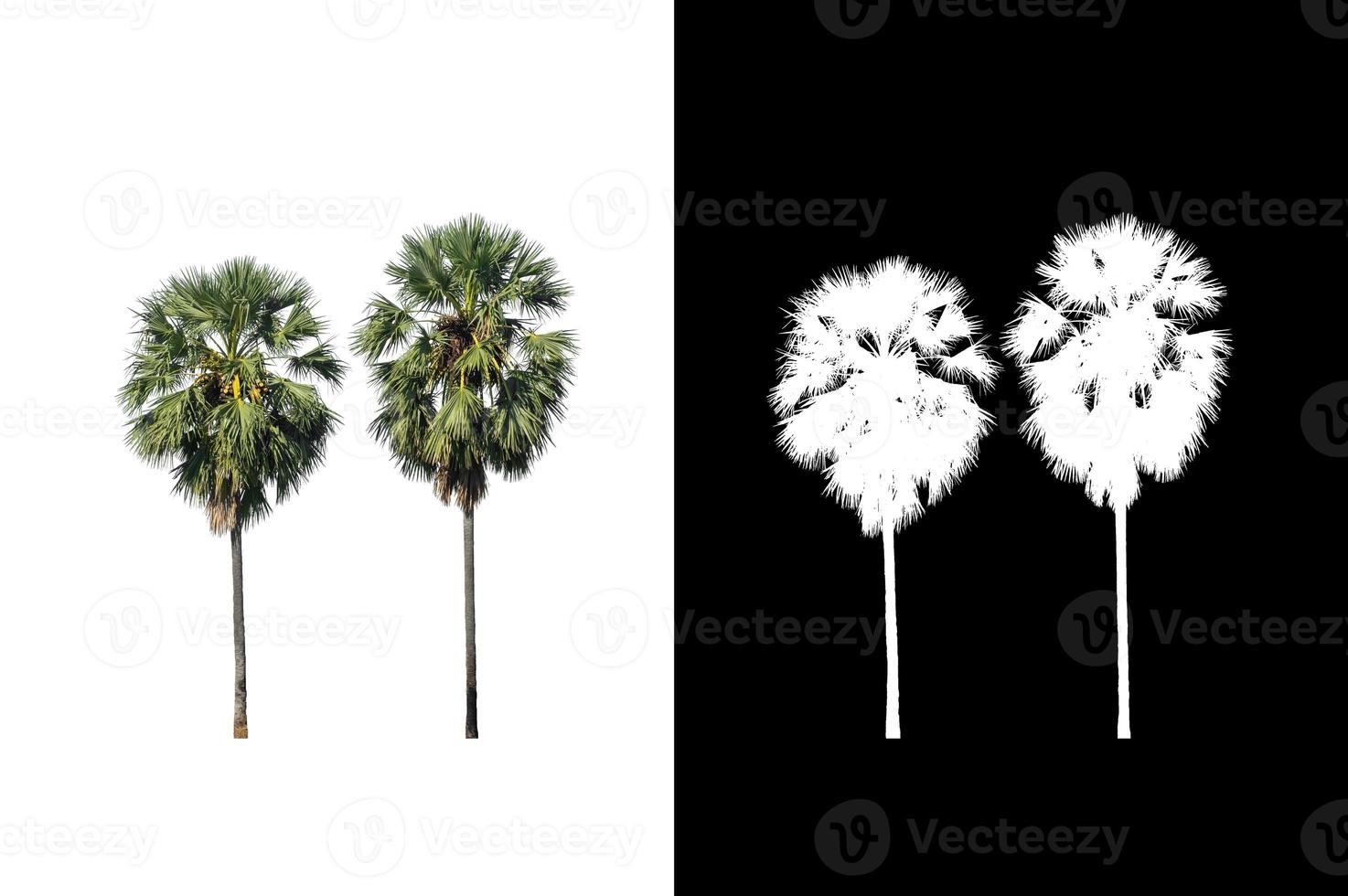 sugar palm that are isolated on a white background are suitable for both printing and web pages photo