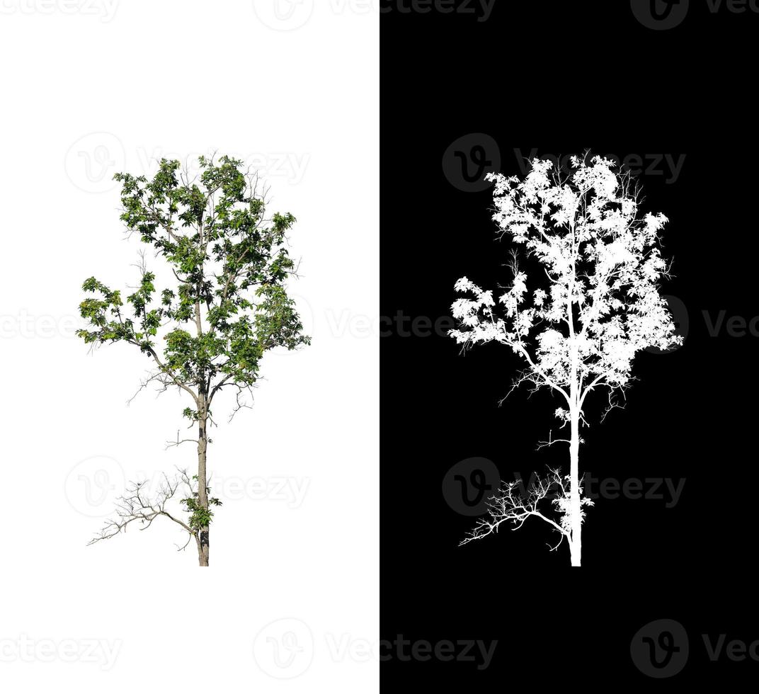 Tree on white picture background with clipping path, single tree with clipping path and alpha channel on black background photo