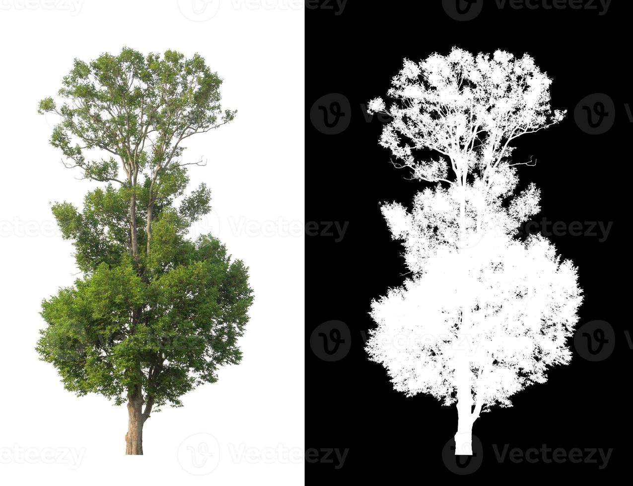 Tree on white picture background with clipping path, single tree with clipping path and alpha channel on black background photo