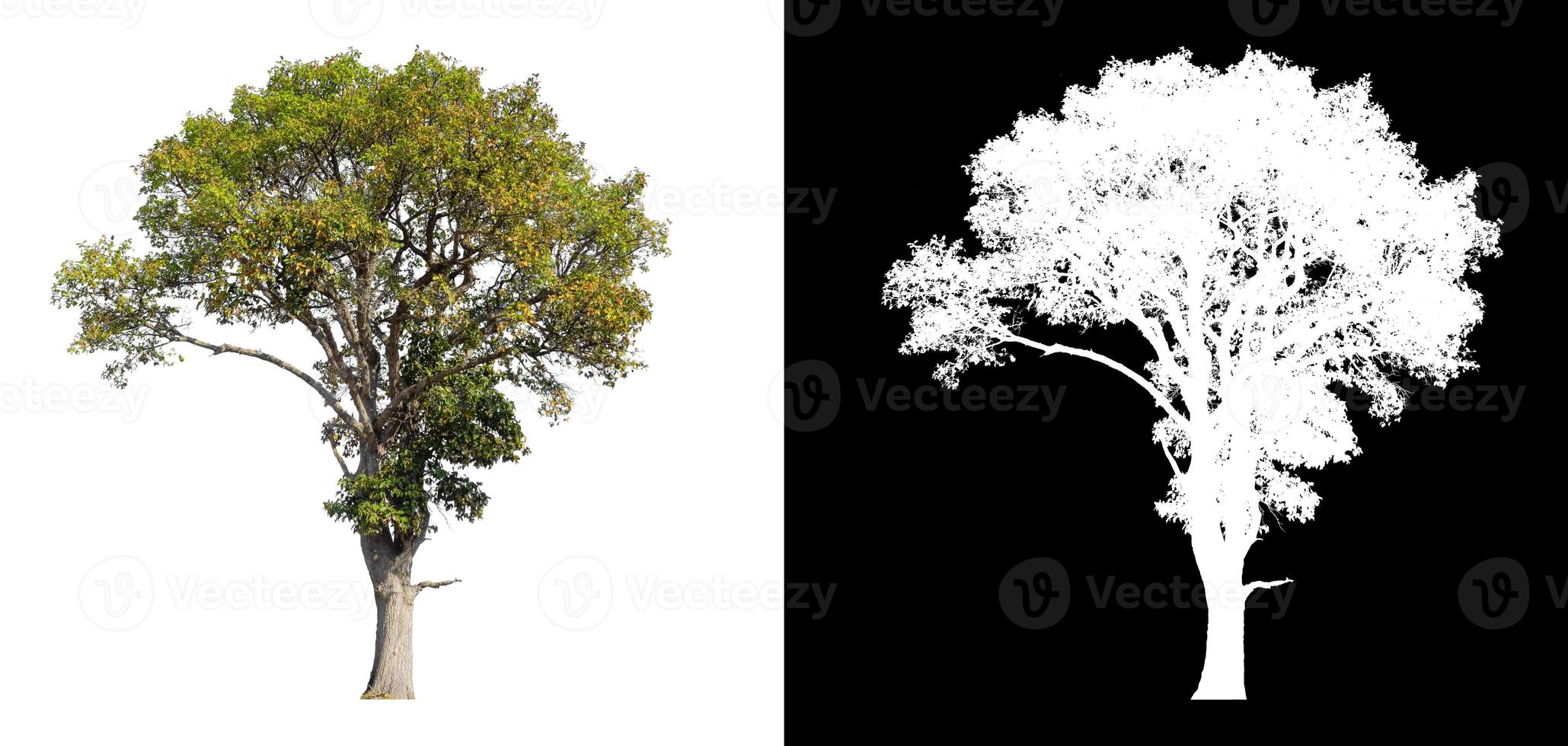 Tree on white picture background with clipping path, single tree with clipping path and alpha channel on black background photo