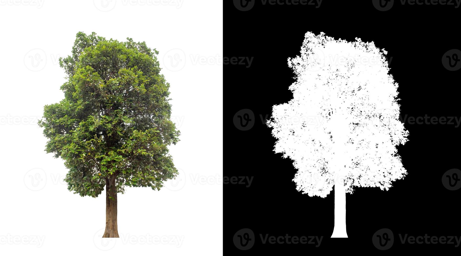 Tree on white picture background with clipping path, single tree with clipping path and alpha channel on black background photo