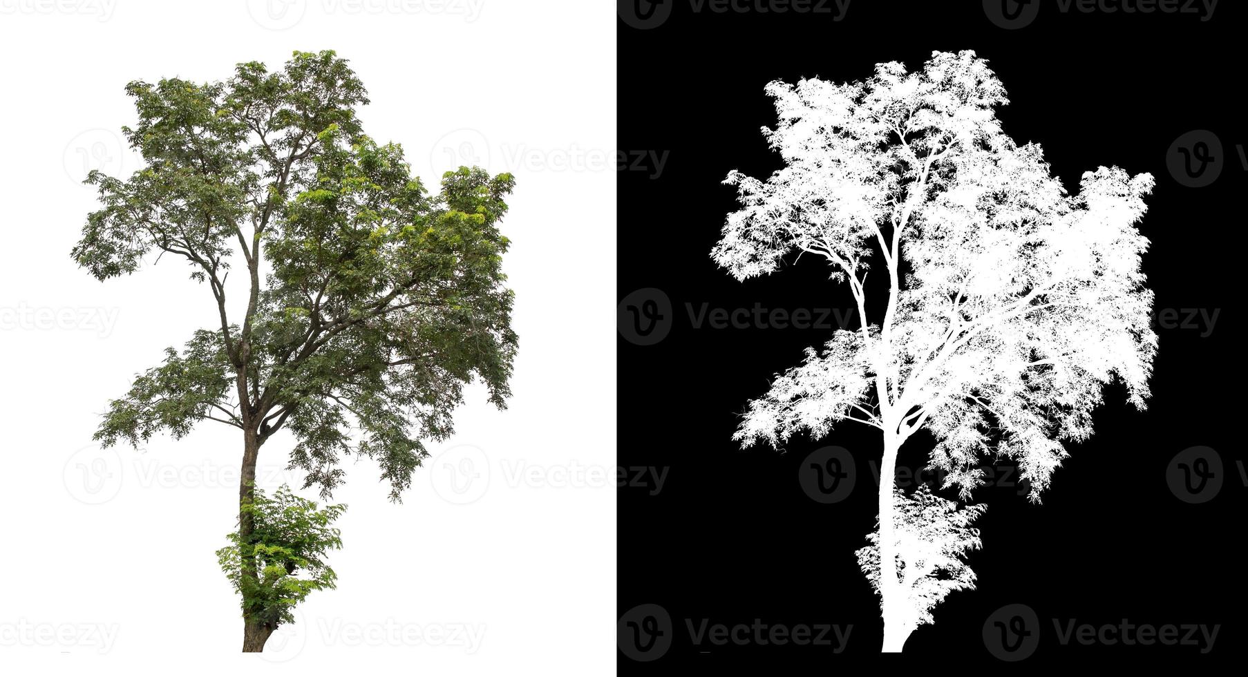 Tree on white picture background with clipping path, single tree with clipping path and alpha channel on black background photo