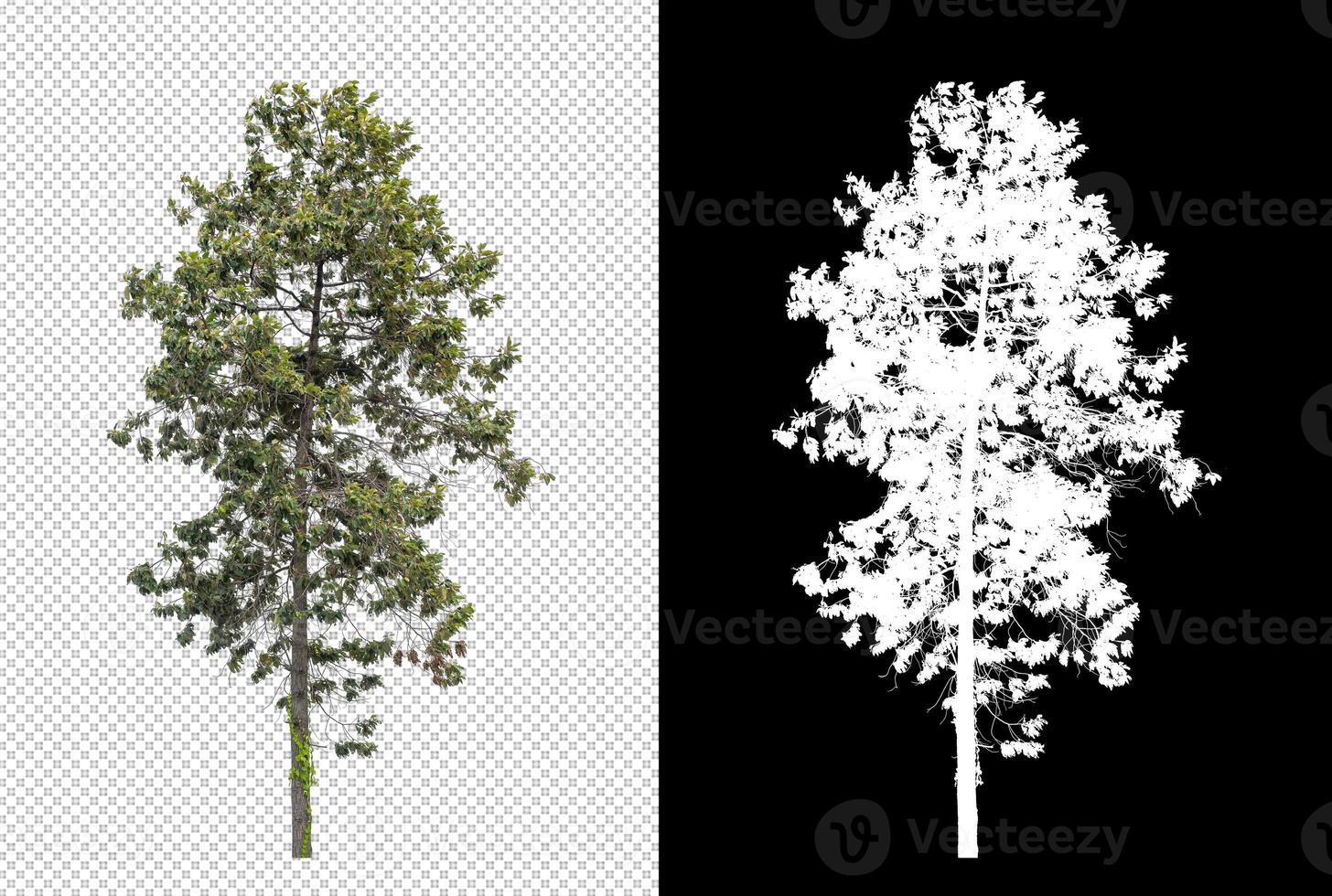 Tree on transparent picture background with clipping path, single tree with clipping path and alpha channel on black background photo