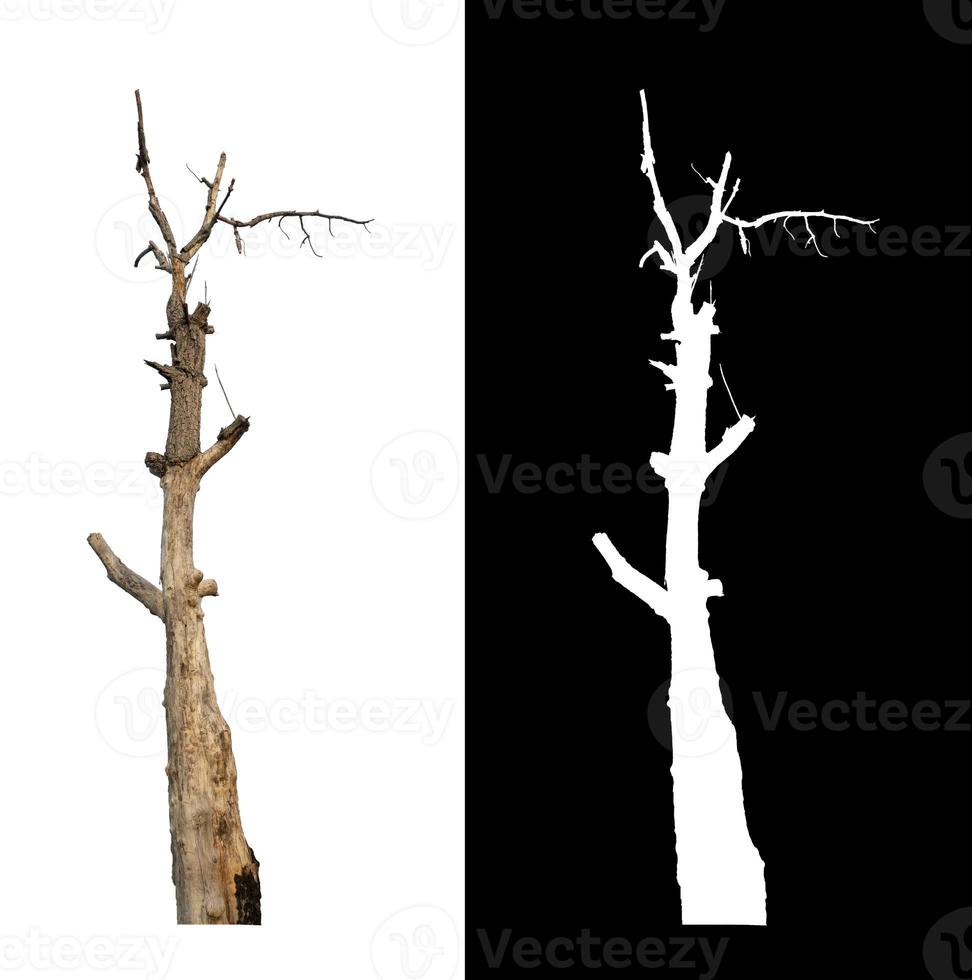 Dead Tree on transparent picture background with clipping path, single tree with clipping path and alpha channel on black background photo