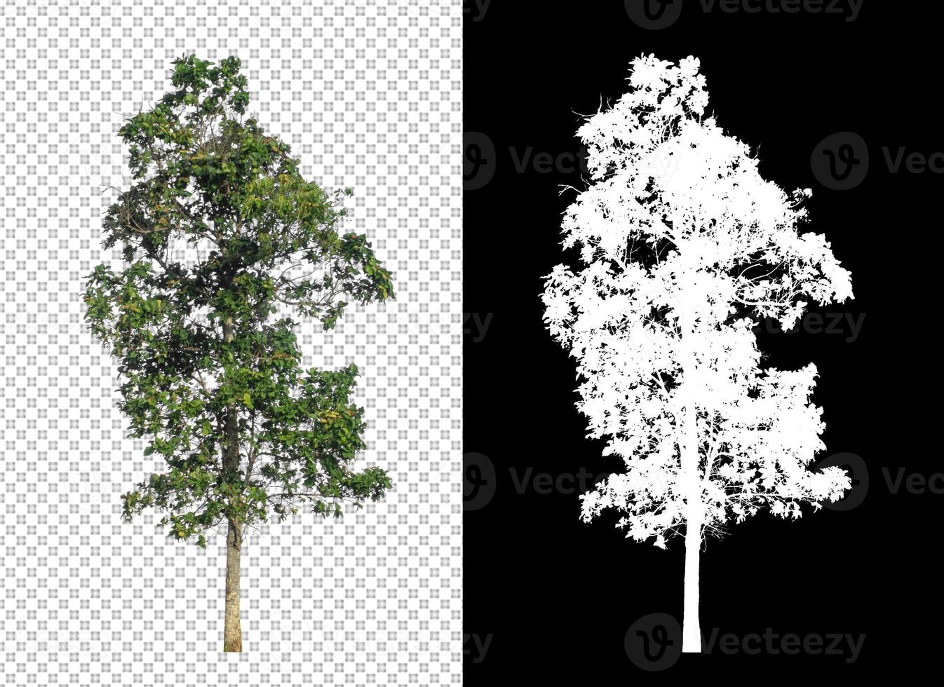 Tree on transparent picture background with clipping path, single tree with clipping path and alpha channel on black background photo