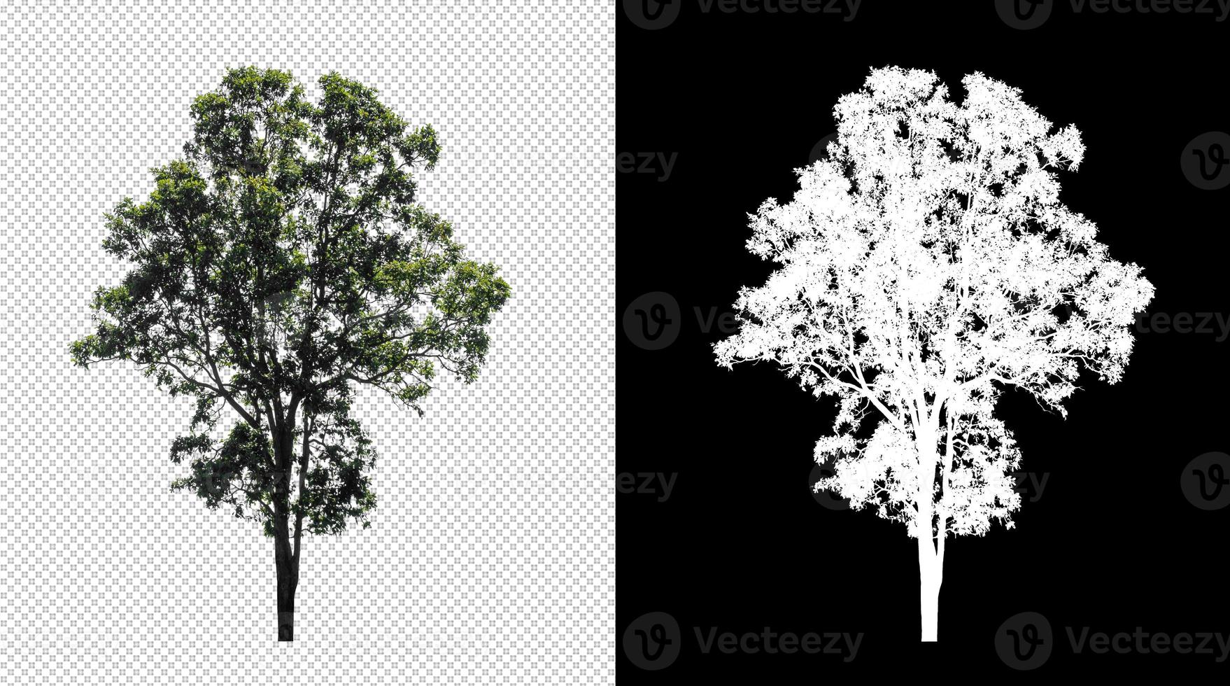 Tree on transparent picture background with clipping path, single tree with clipping path and alpha channel on black background photo