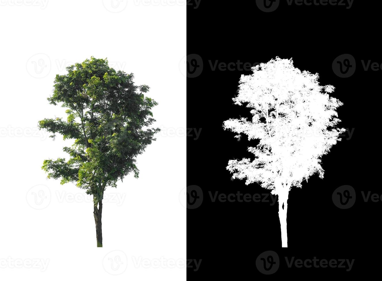 Tree on white picture background with clipping path, single tree with clipping path and alpha channel on black background photo