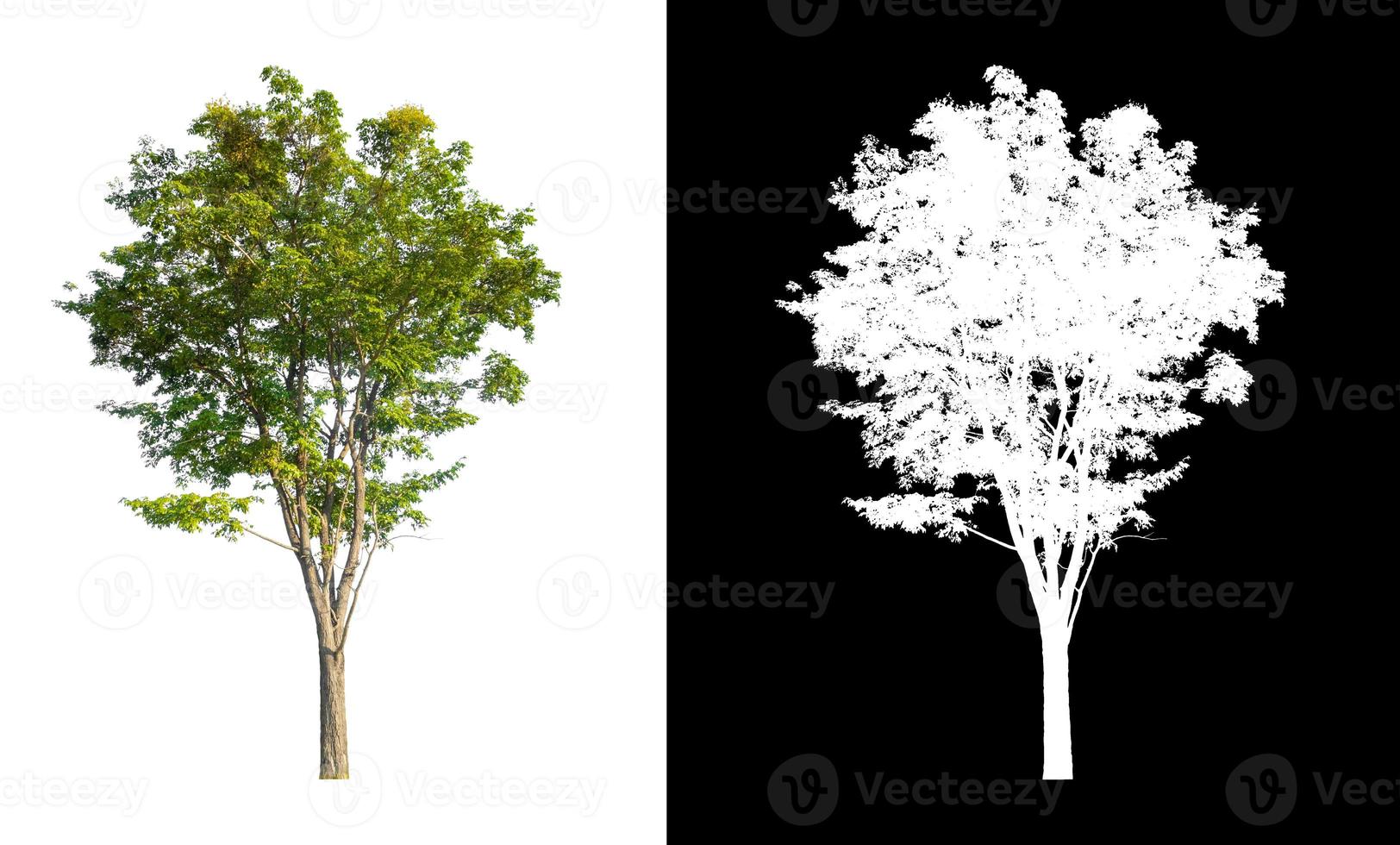 Tree on white picture background with clipping path, single tree with clipping path and alpha channel on black background photo