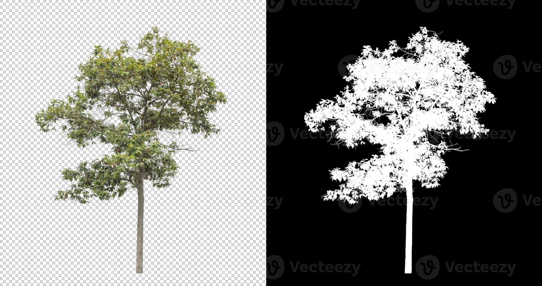 árbol sobre fondo de imagen transparente con ruta de recorte, árbol único con ruta de recorte y canal alfa sobre fondo negro foto