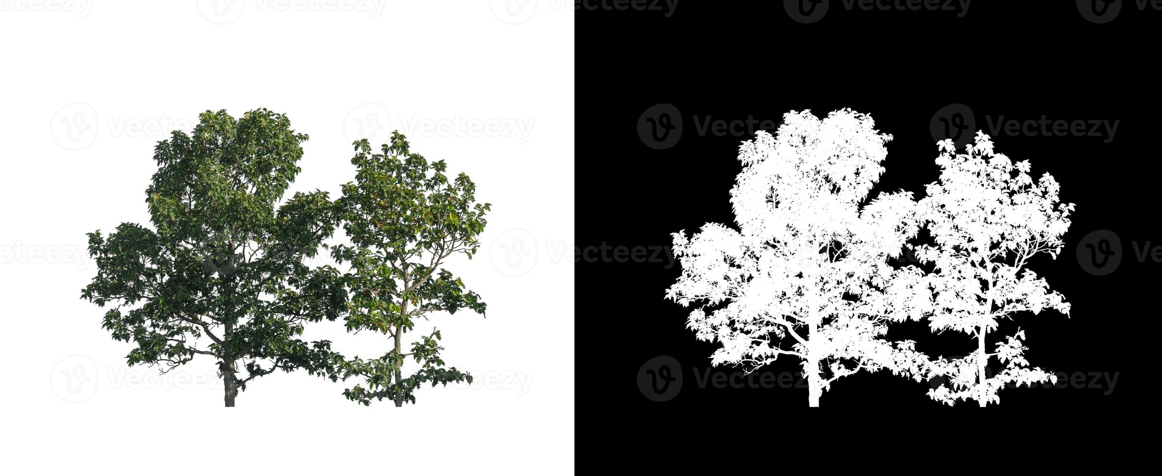 Tree on white picture background with clipping path, single tree with clipping path and alpha channel on black background photo