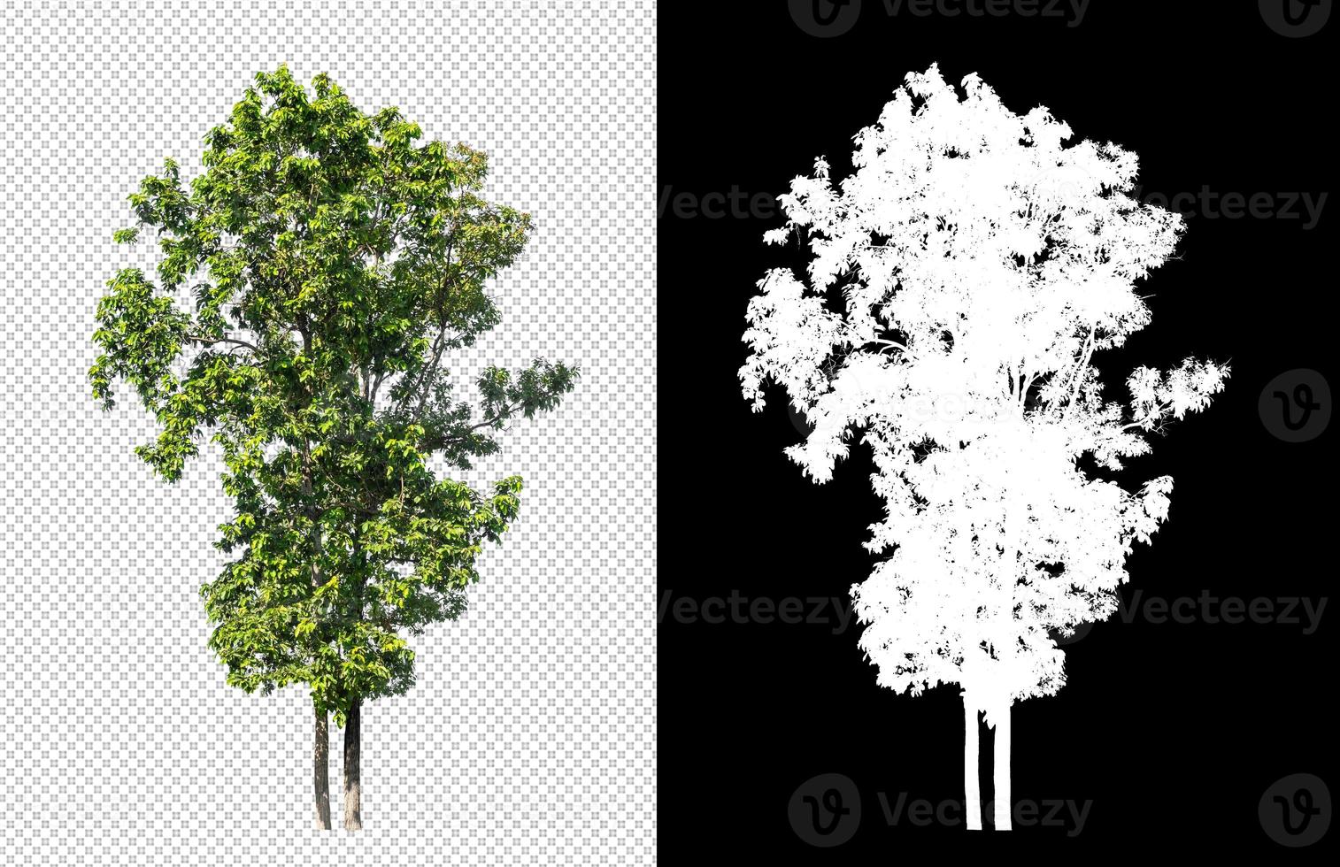 Tree on transparent picture background with clipping path, single tree with clipping path and alpha channel on black background photo