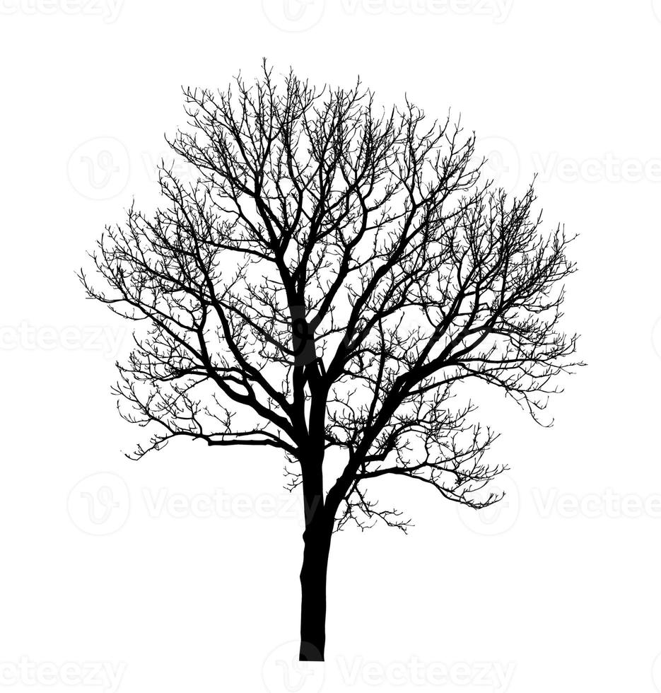 Tree silhouette for brush on white background photo