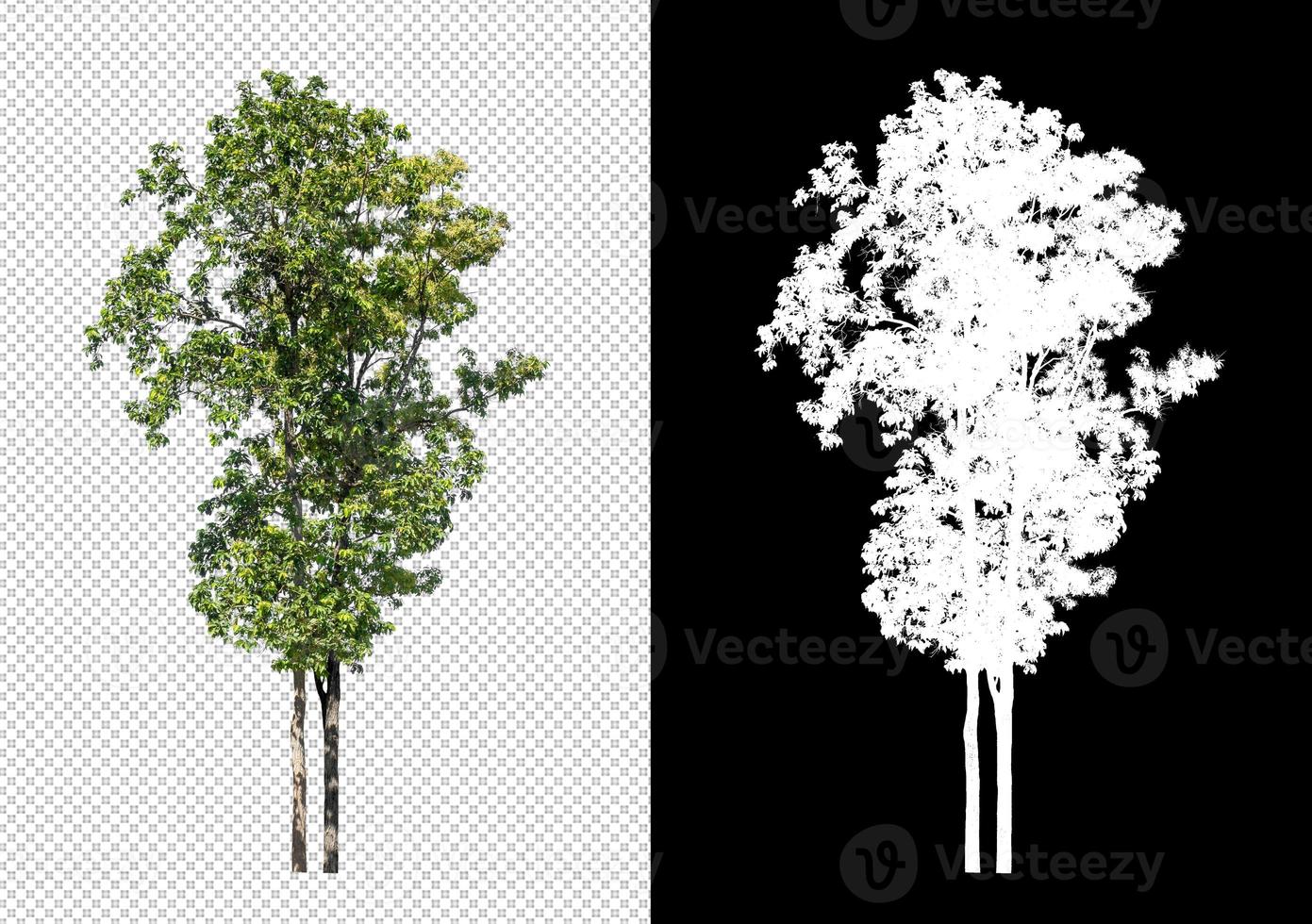 Tree on transparent picture background with clipping path, single tree with clipping path and alpha channel on black background photo