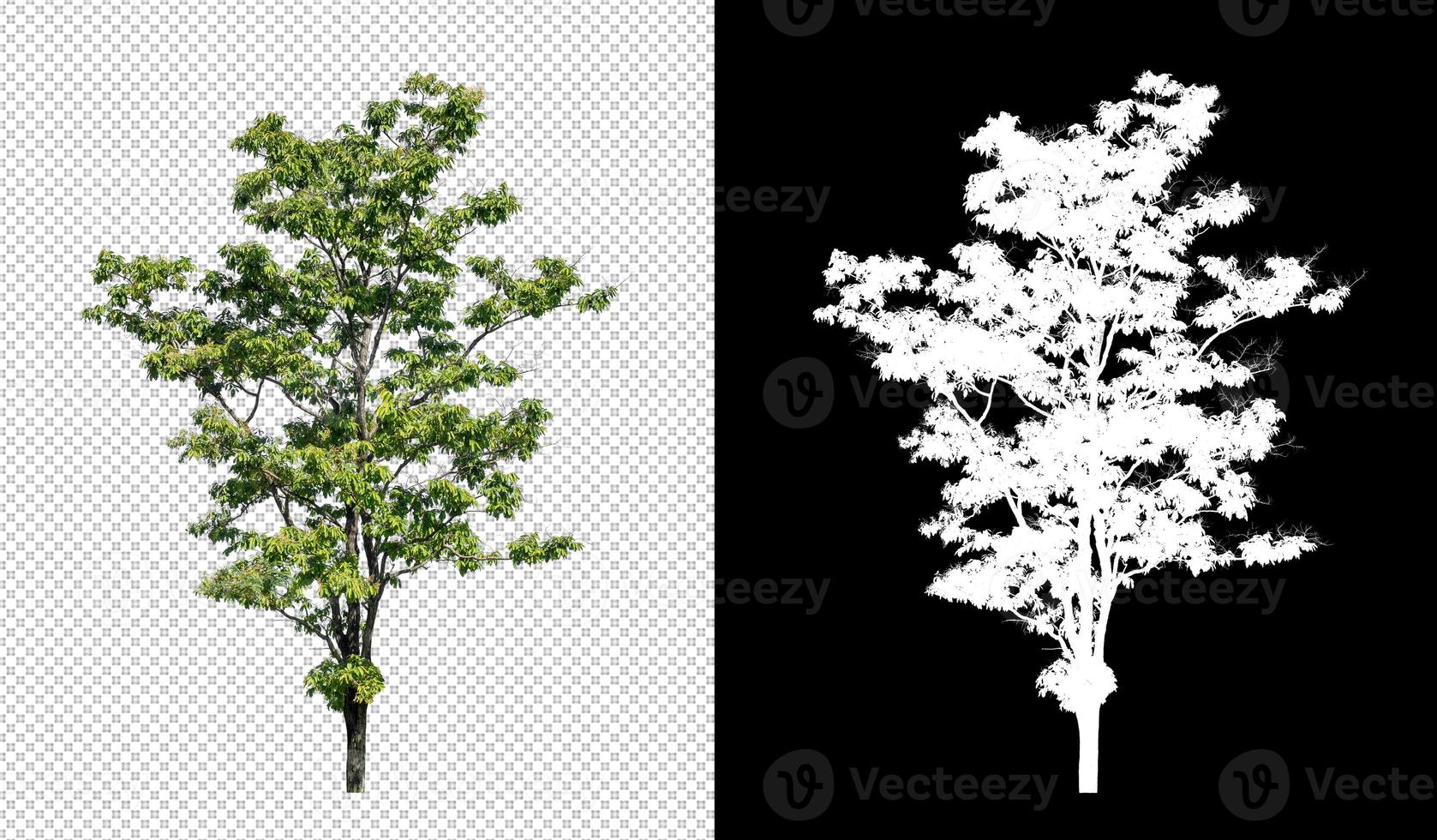 Tree on transparent picture background with clipping path, single tree with clipping path and alpha channel on black background photo