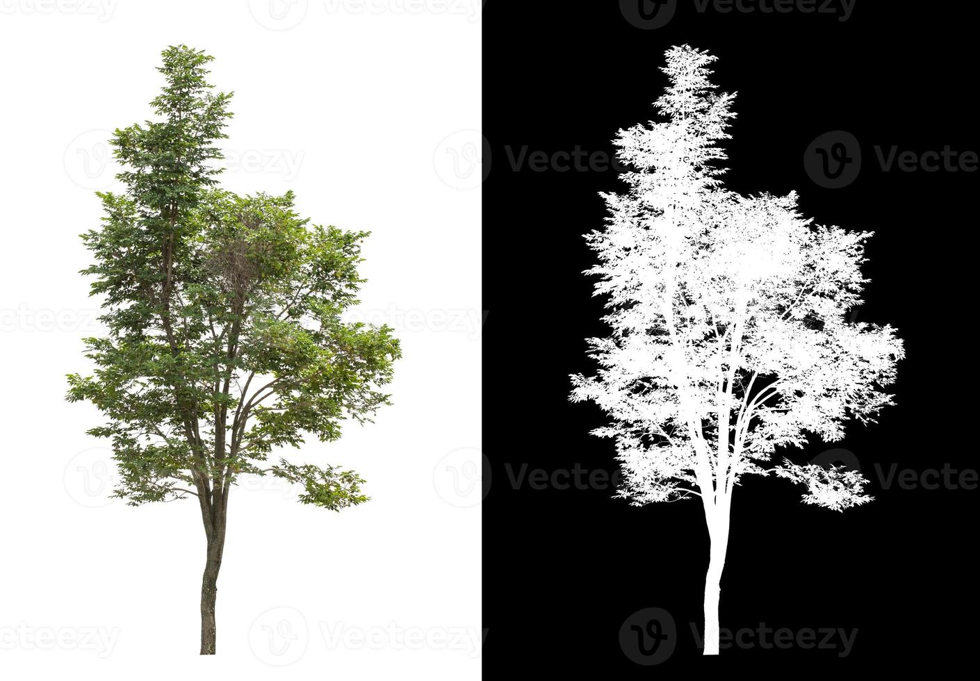 Tree on white picture background with clipping path, single tree with clipping path and alpha channel on black background photo