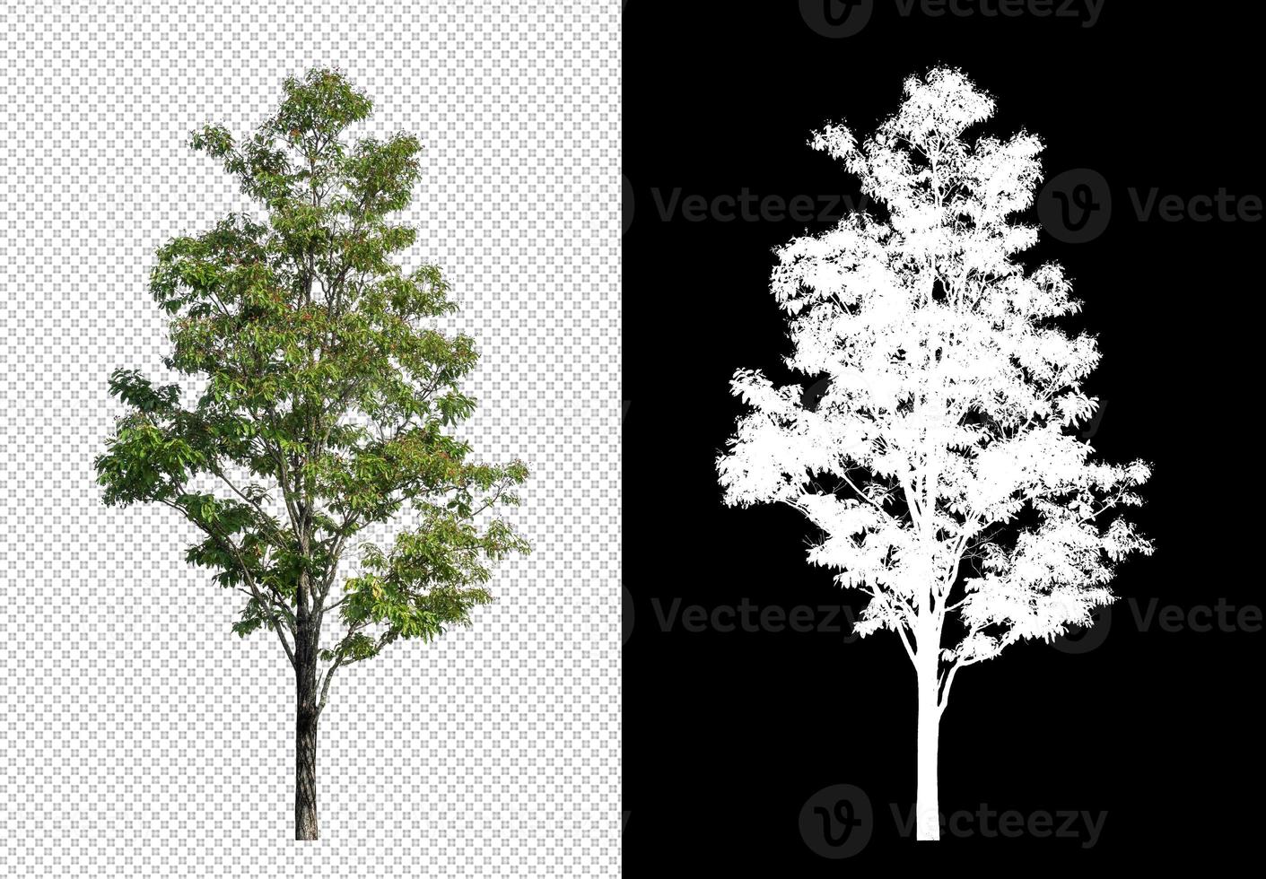 Tree on transparent picture background with clipping path, single tree with clipping path and alpha channel on black background photo