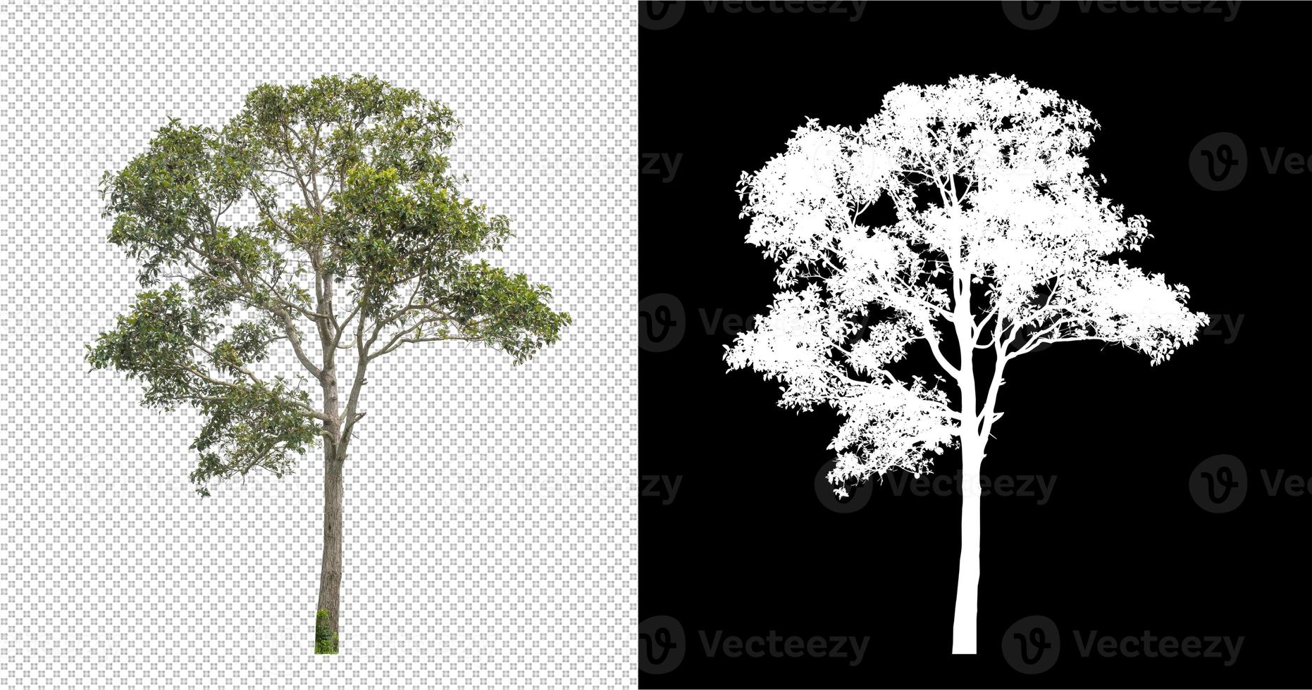 Tree on transparent picture background with clipping path, single tree with clipping path and alpha channel on black background photo
