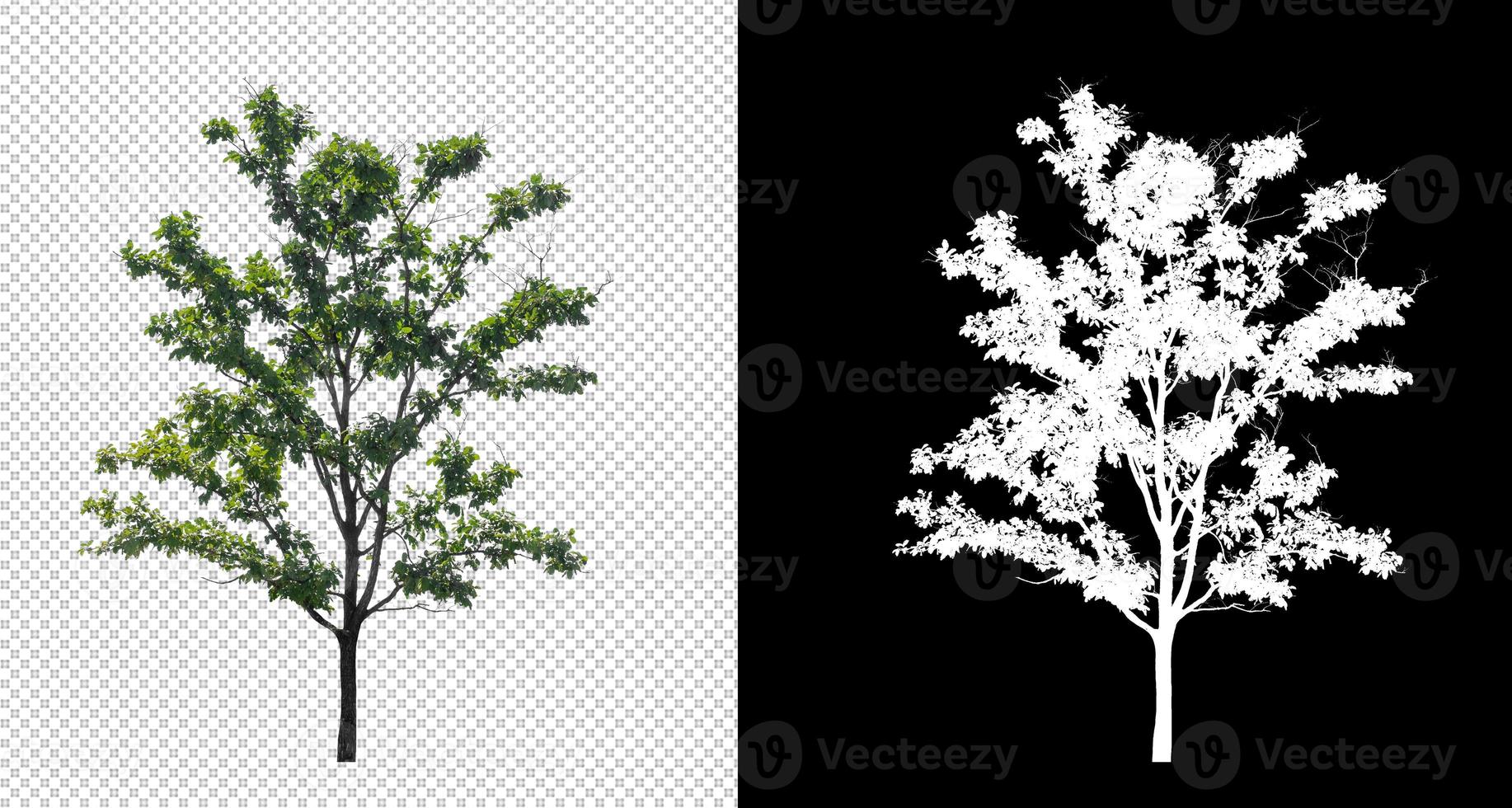 Tree on transparent picture background with clipping path, single tree with clipping path and alpha channel on black background photo