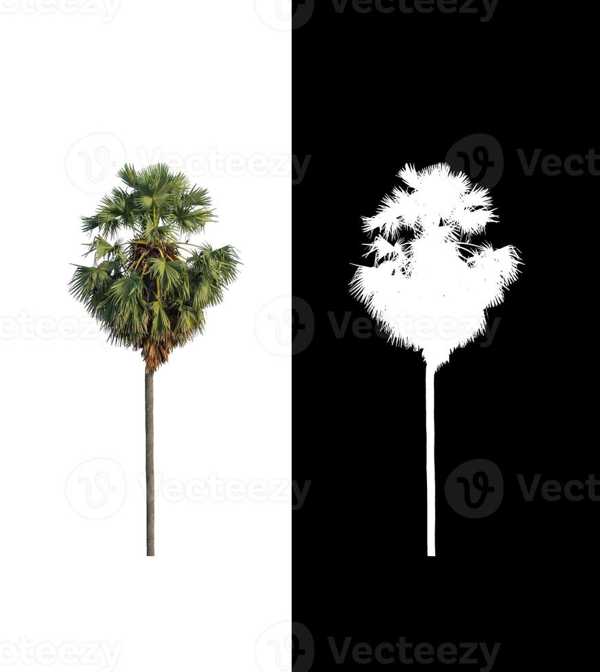 sugar palm that are isolated on a white background are suitable for both printing and web pages photo