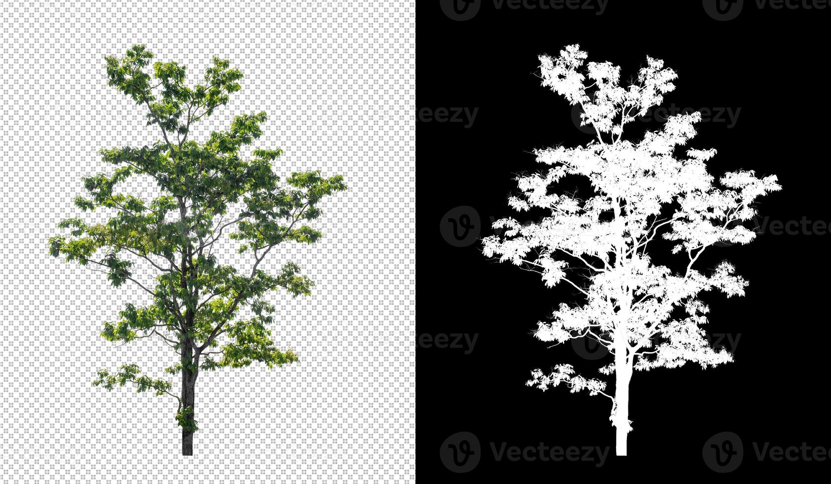 Tree on transparent picture background with clipping path, single tree with clipping path and alpha channel on black background photo