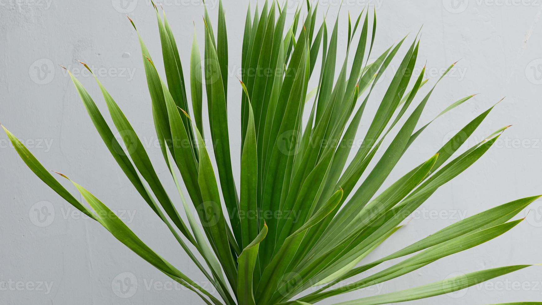 Spineless yucca leaves ornamental plant photo