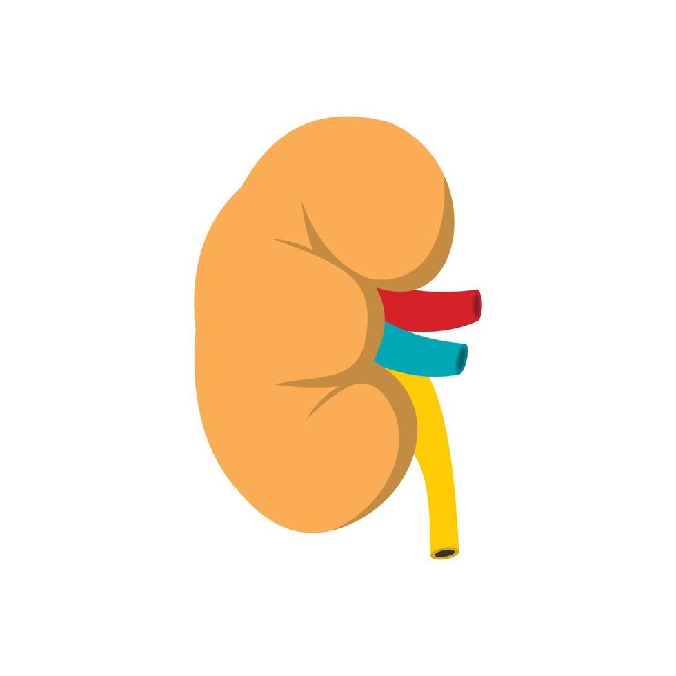 Kidney icon, flat style vector