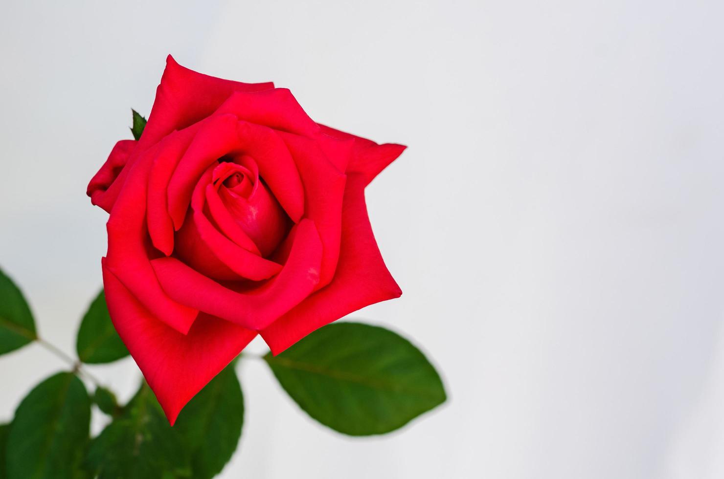 flor rosa flor roja con hojas sobre fondo de papel blanco. 15229608 Foto de stock en Vecteezy flor rosa flor roja con hojas sobre fondo de papel blanco. 15229608 Foto de stock en Vecteezy