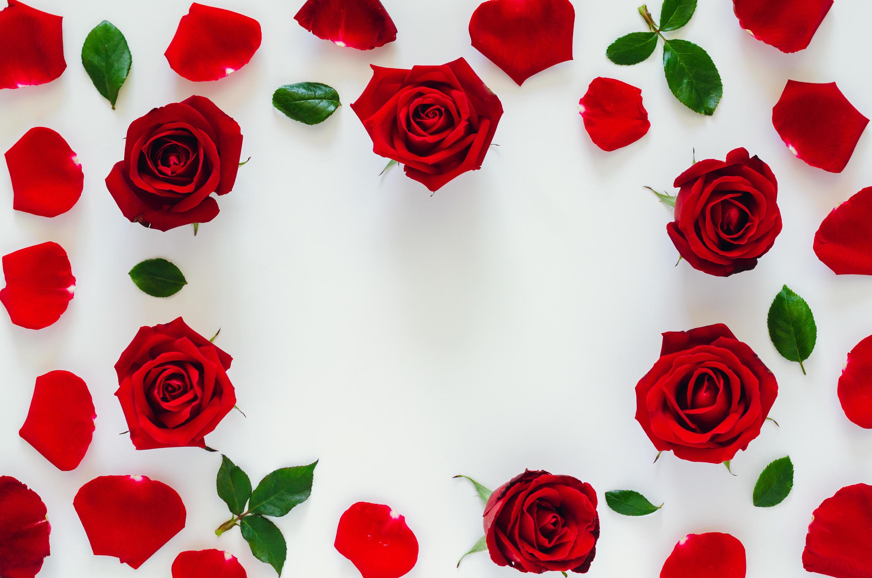 Red roses with its petals and leaves put on white background with heart
