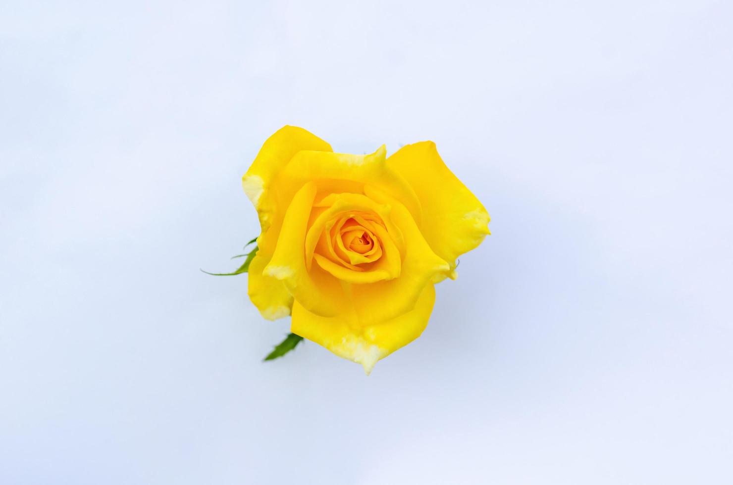 Top view of blooming yellow color rose flower as love shape isolated on white paper background. photo
