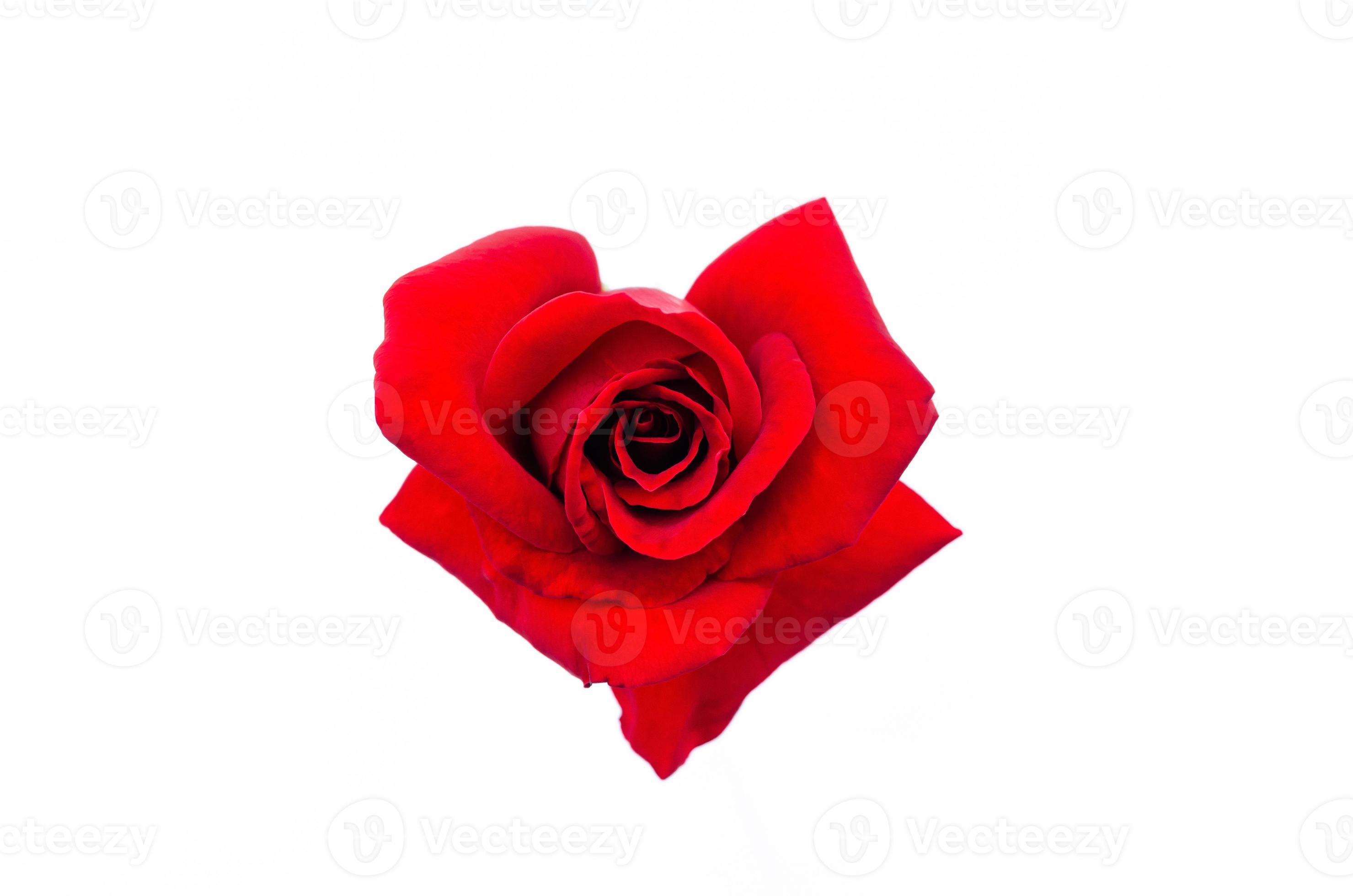 Top view of blooming red color rose flower as love shape isolated on