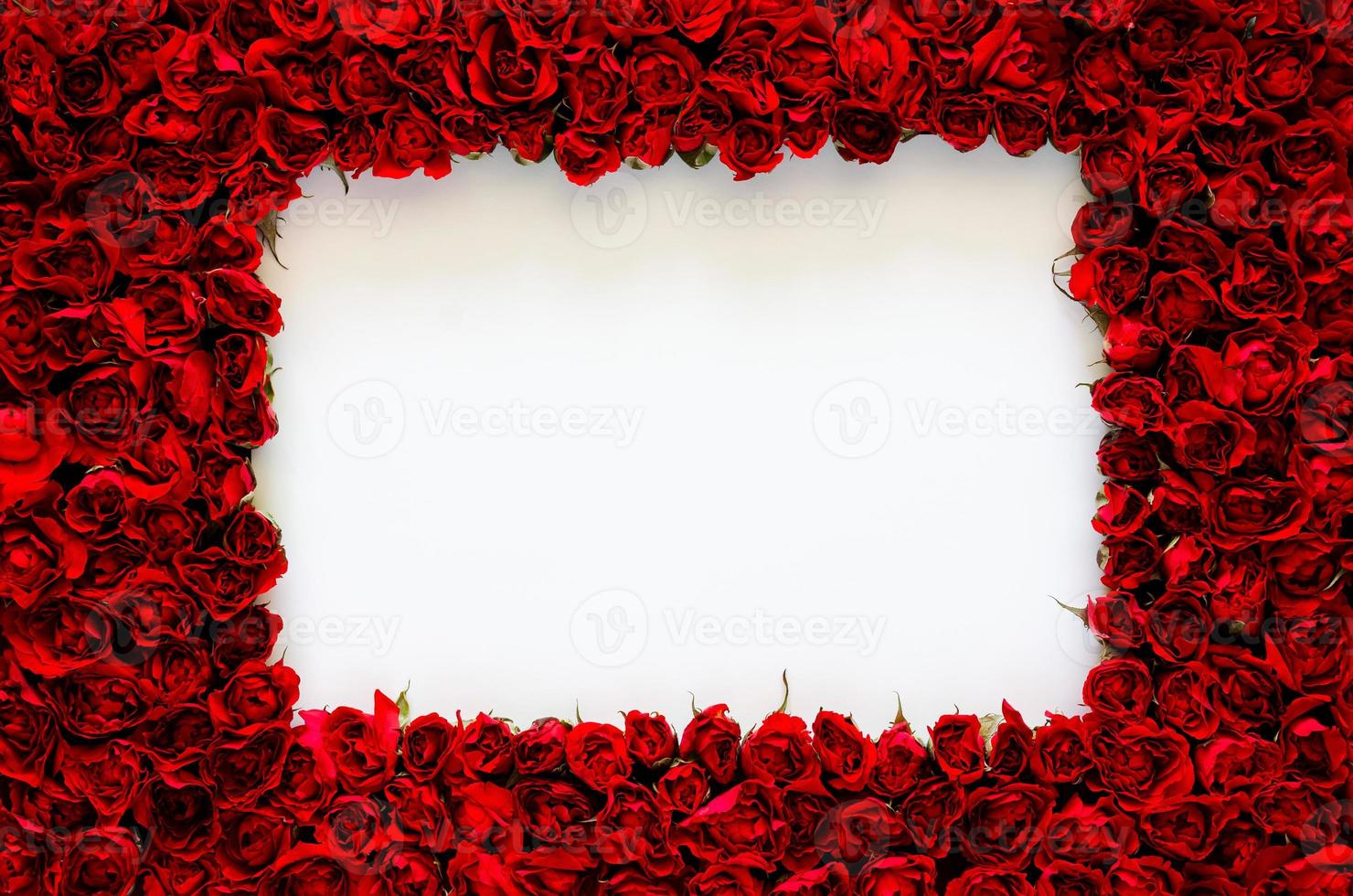 Red rose frame with white blank space for anniversary, mother and Valentine day concept. photo