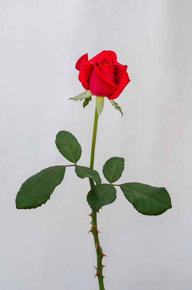 Red blooming rose flower with stalk and leaves on white paper background. photo