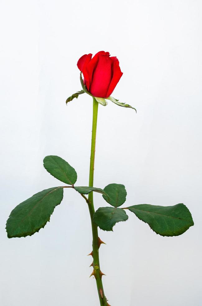 Red blooming rose flower with stalk and leaves on white paper background. photo