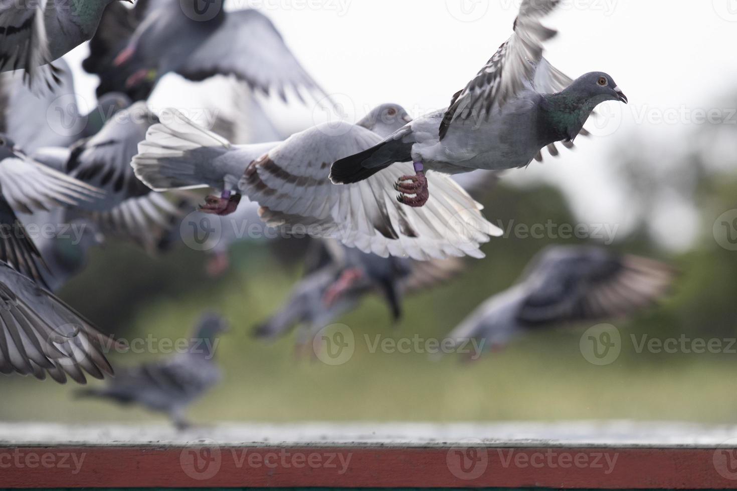 speed racing pigeon flying over home loft trap photo