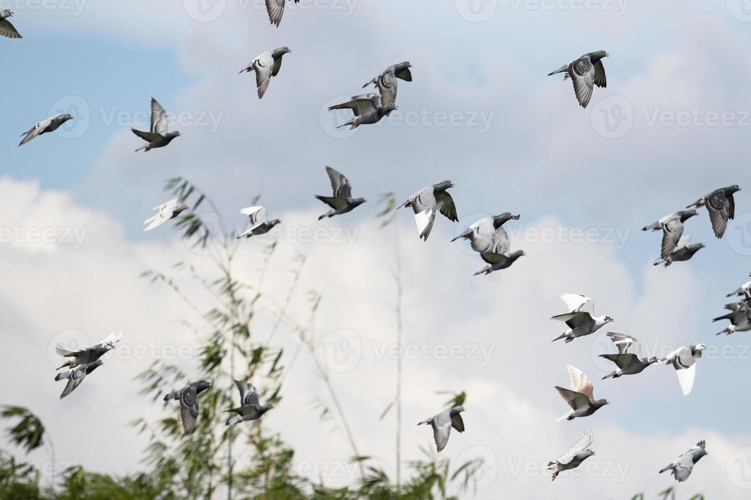 homing pigeon flying against cloudy sky photo