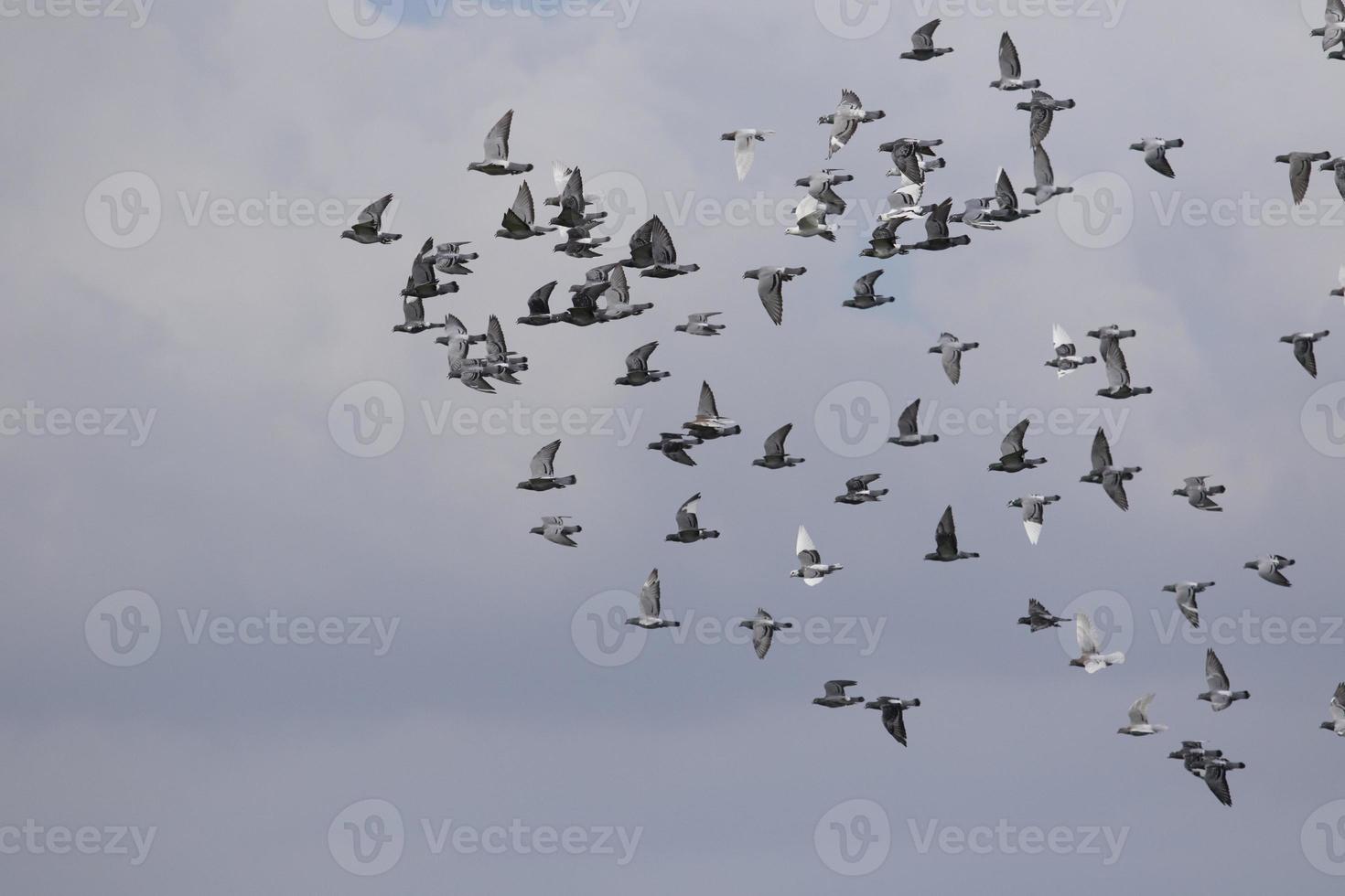 bandada de palomas mensajeras volando contra el cielo nublado foto