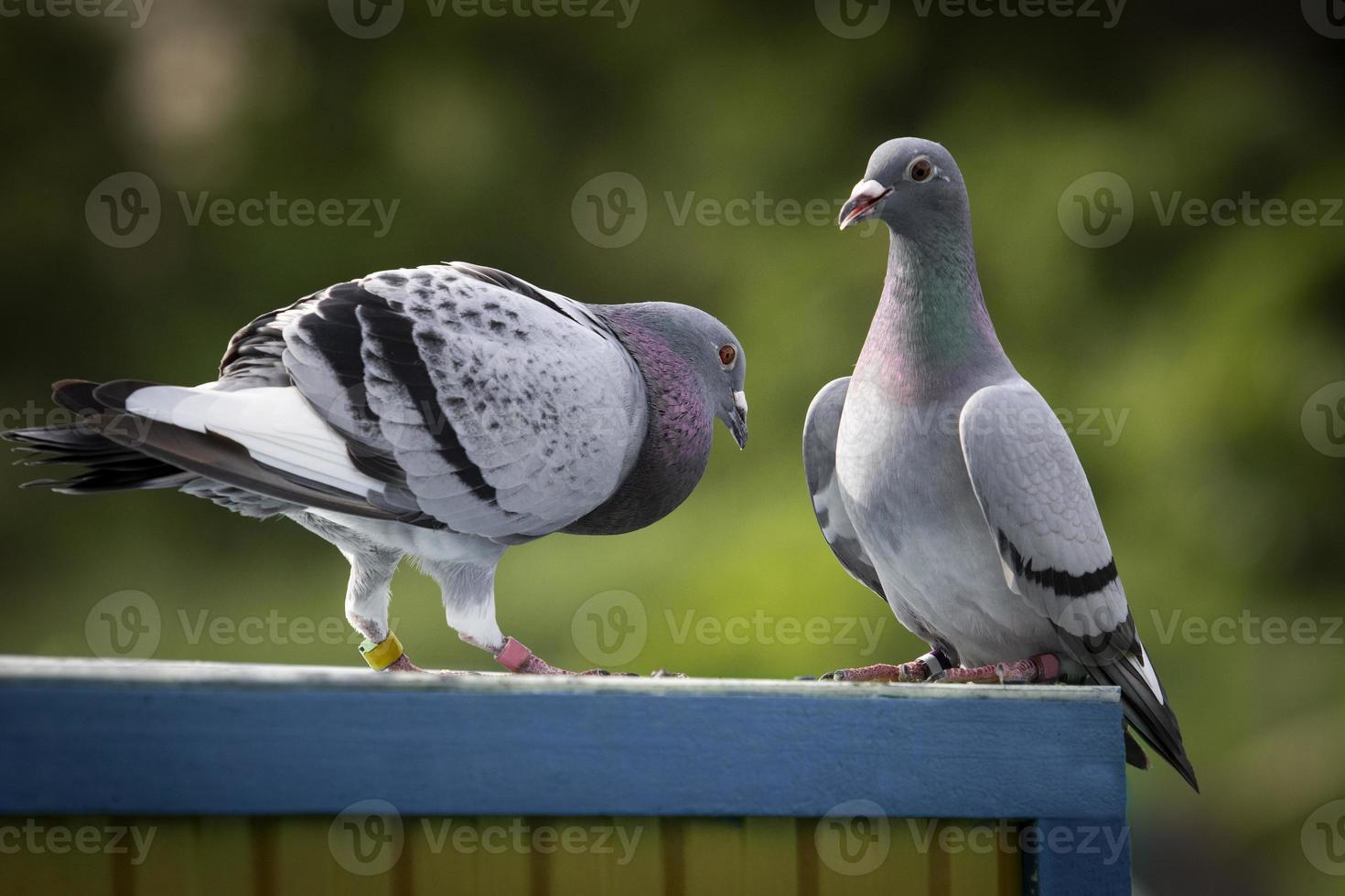 couples of homing pigeon standing outdoor against green blur background photo