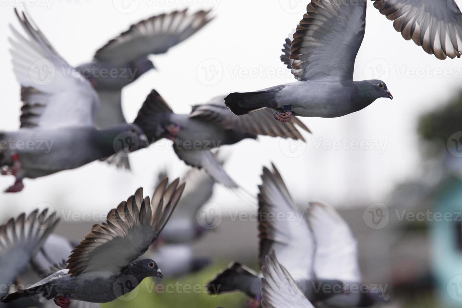 bandada de palomas de carreras de velocidad que vuelan al aire foto