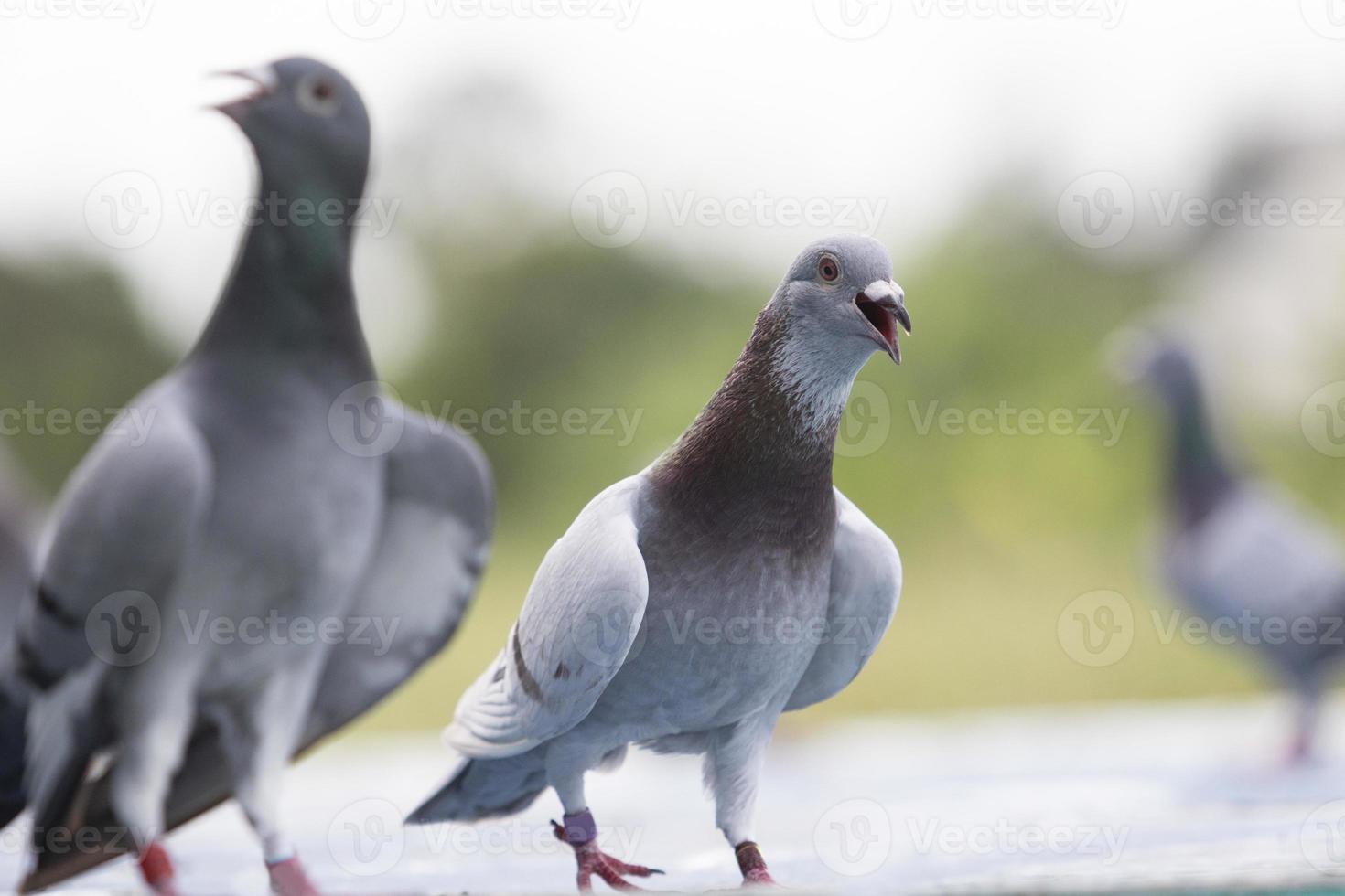 homing pigeon open mouth for breathing after flying at home loft photo