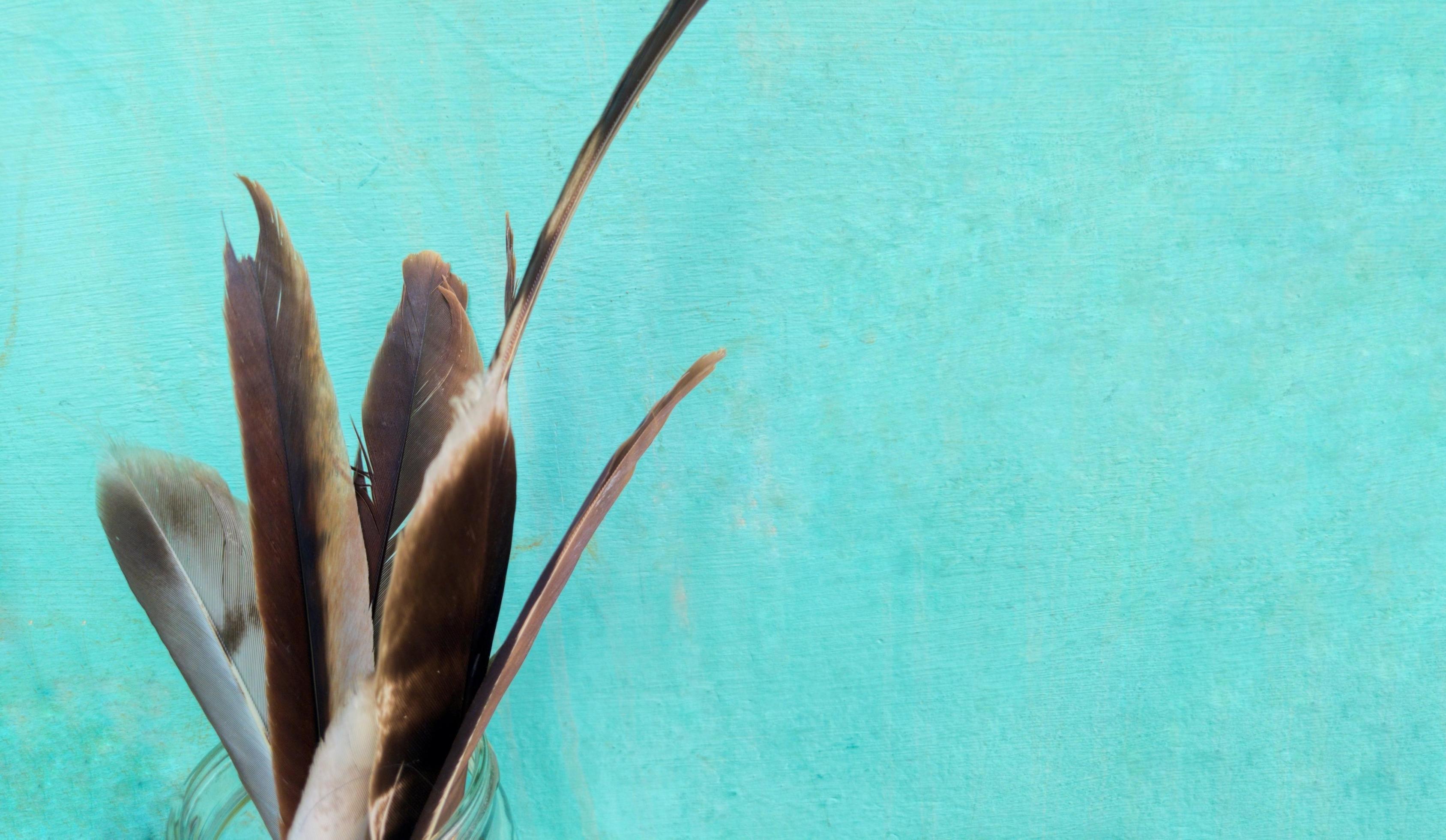 close up of eagle feather on blue background, eagle feather background
