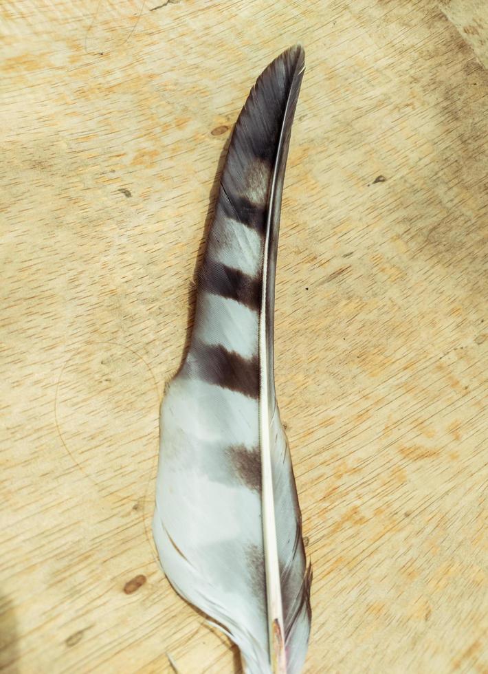 close up of an eagle feather against a wooden texture background photo