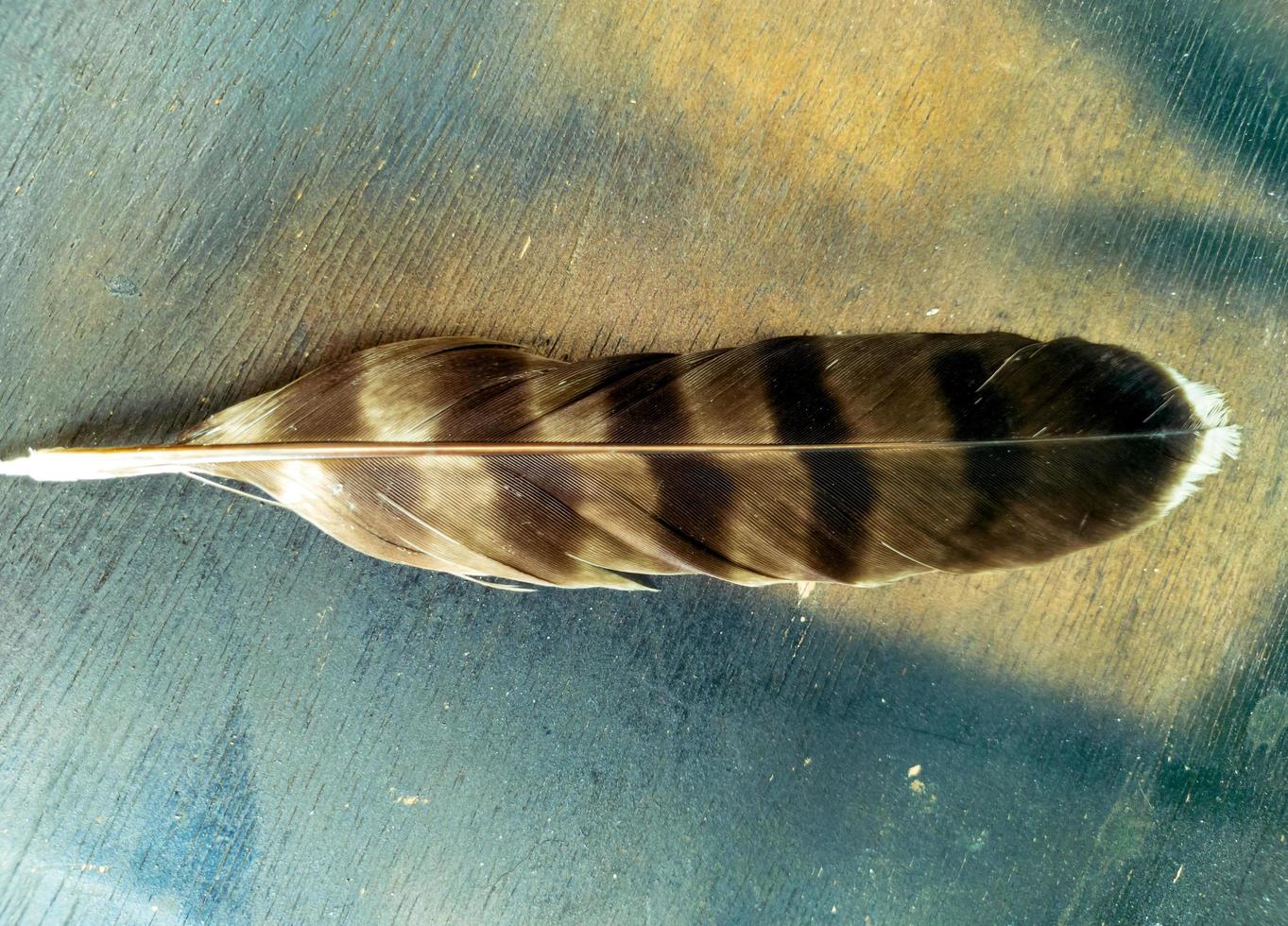 close up of an eagle feather against a wooden texture background