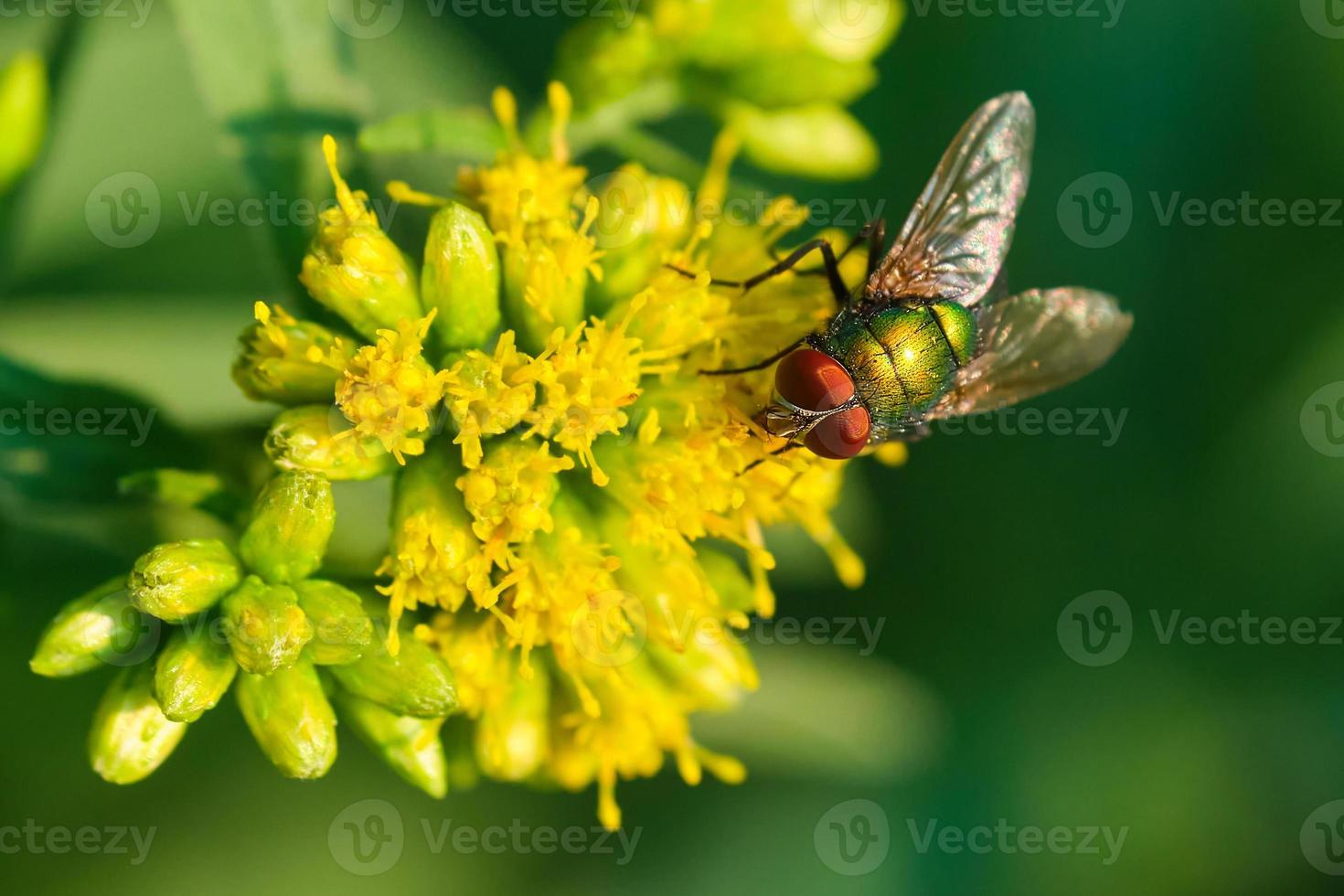 Common green bottle fly on a golden rod in the late evening sun photo