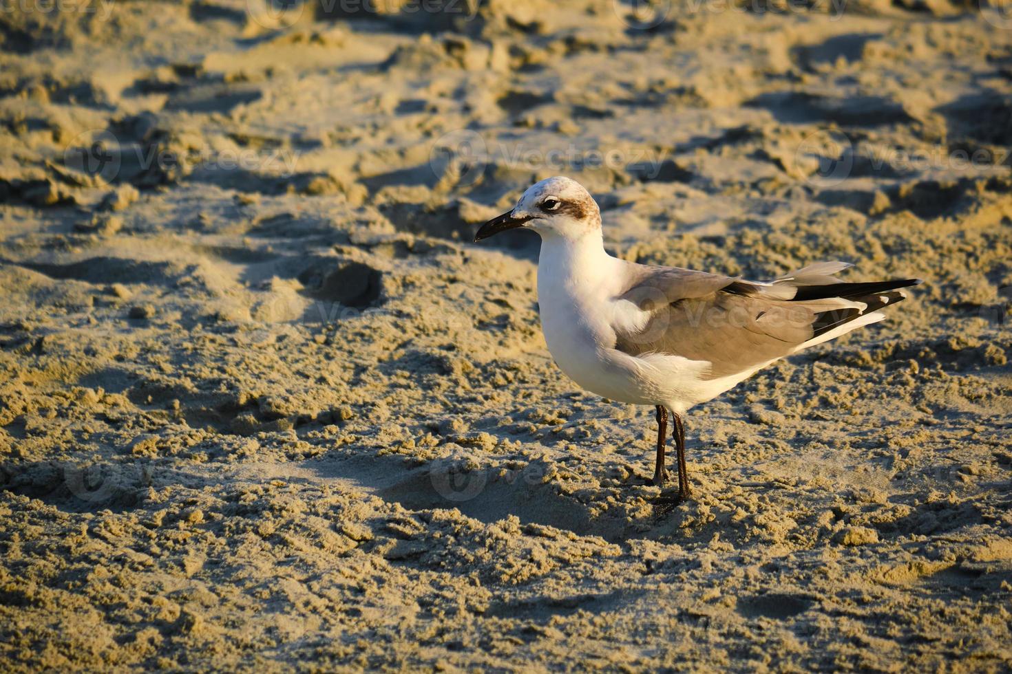 gaviota risueña al amanecer en myrtle beach carolina del sur foto