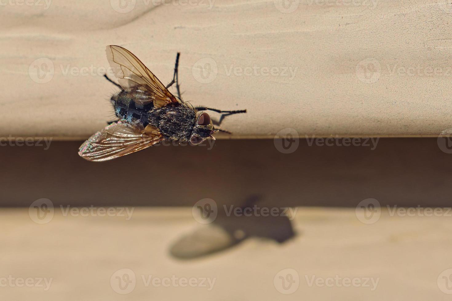 Blue and black abdomen fly casts a shadow on the on the siding photo