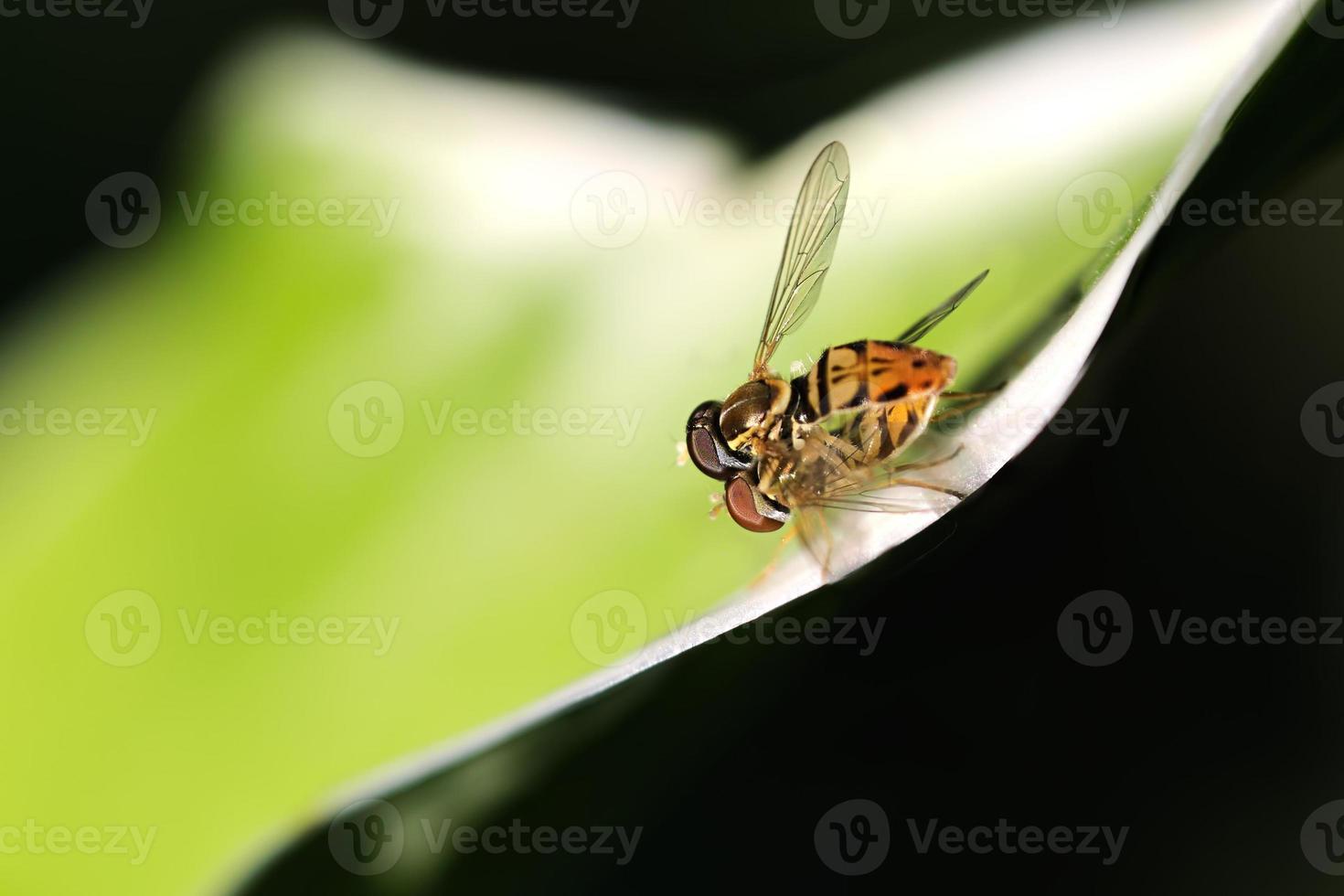 Mating flower flies on a June afternoon photo