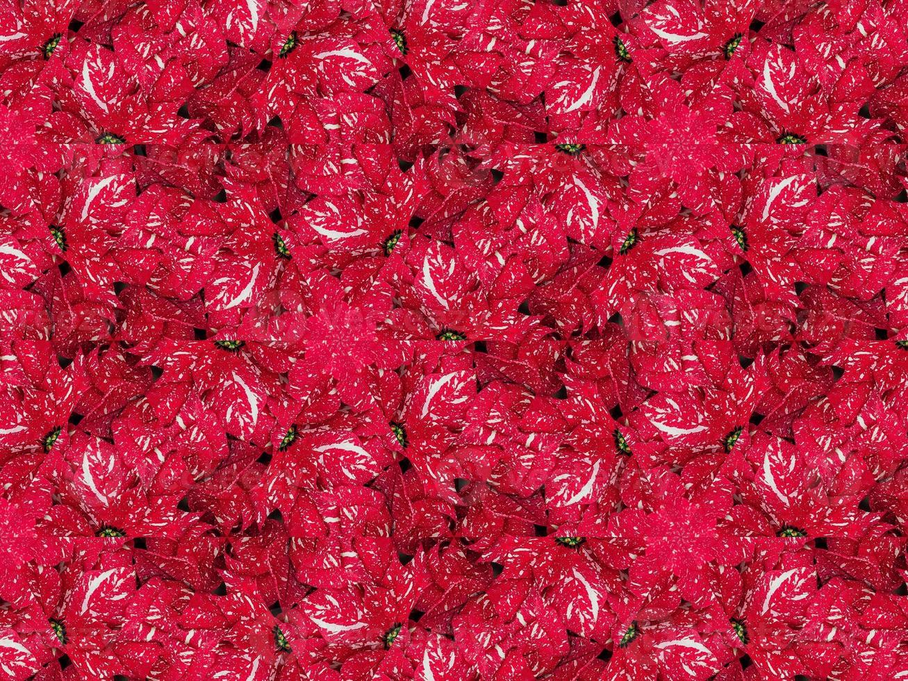 Red floral kaleidoscope background abstract unique and symmetric pattern for christmas vibes photo