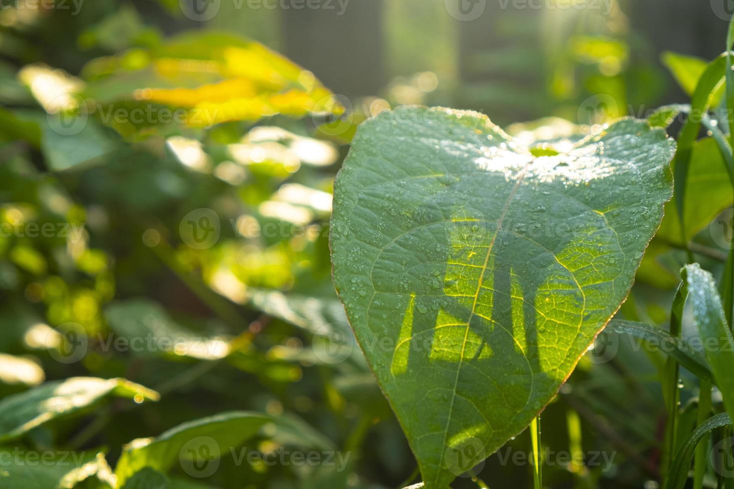 wet green leaf with dew drops high humidity in the summer in the forest in the morning jungle photo