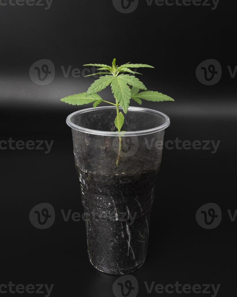 planta de marihuana verde pequeña, plántula de cannabis en una taza de fondo oscuro foto