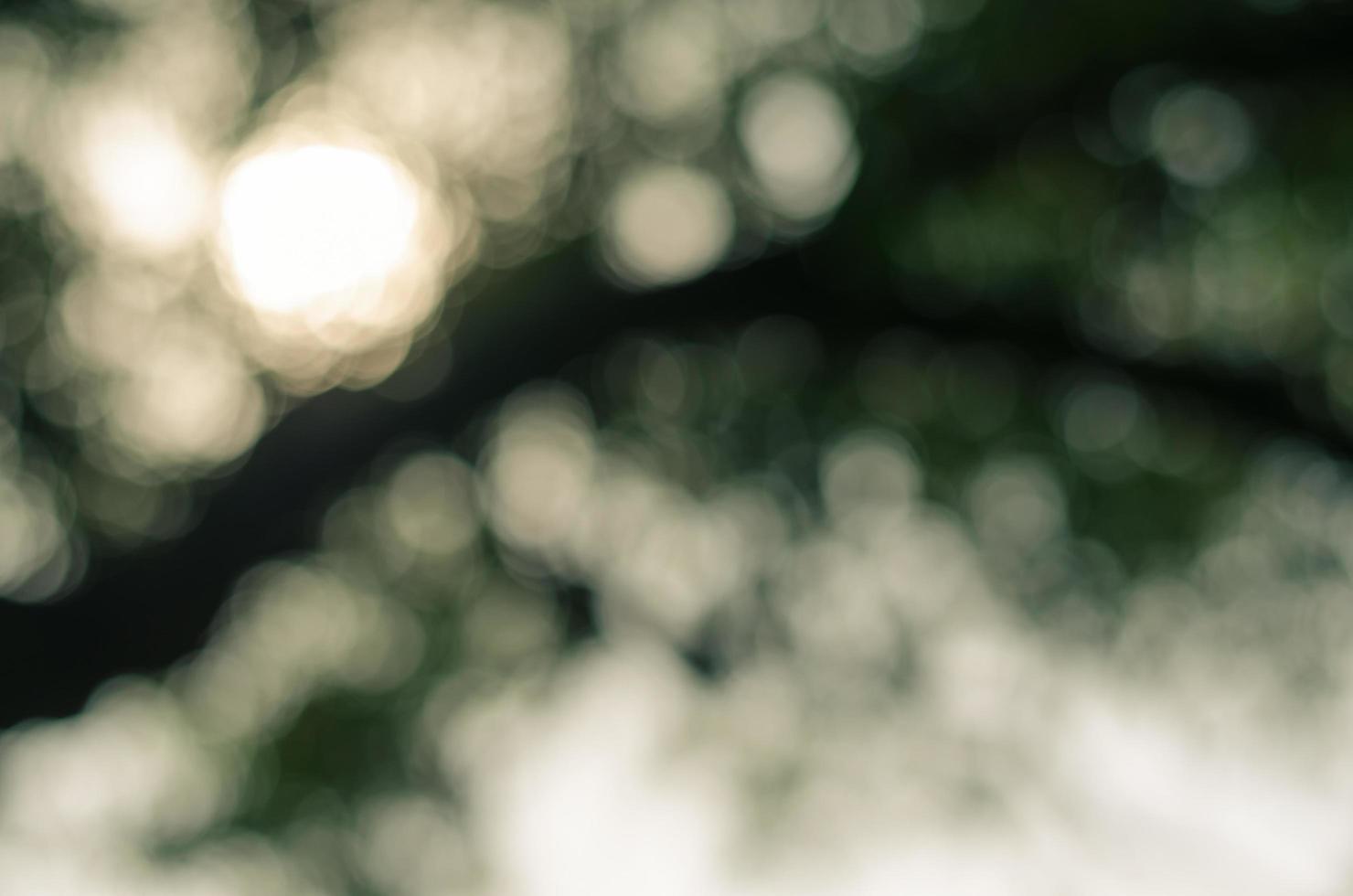 Blurry Bokeh of Foliage for Natural Concept Background photo